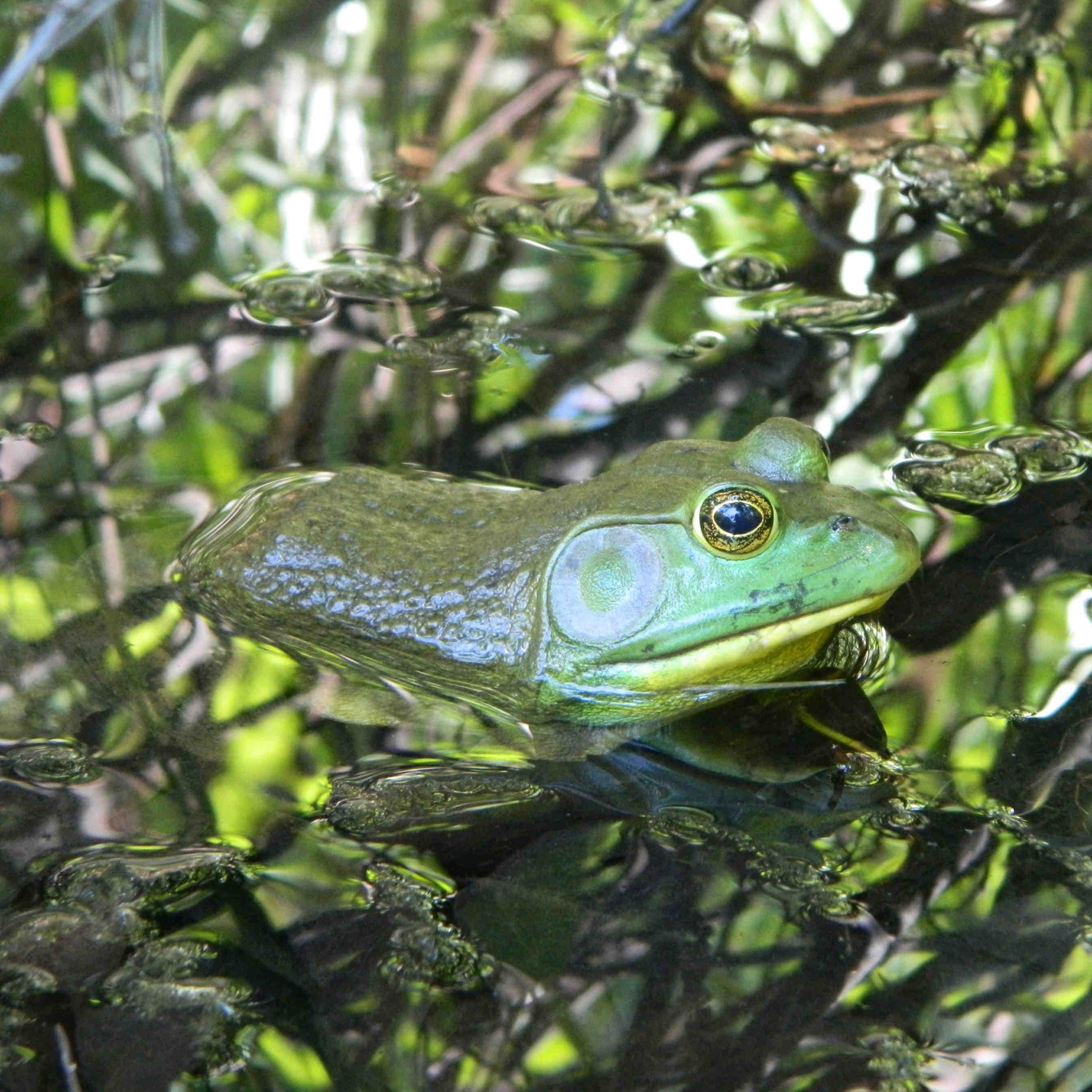 rana toro americana