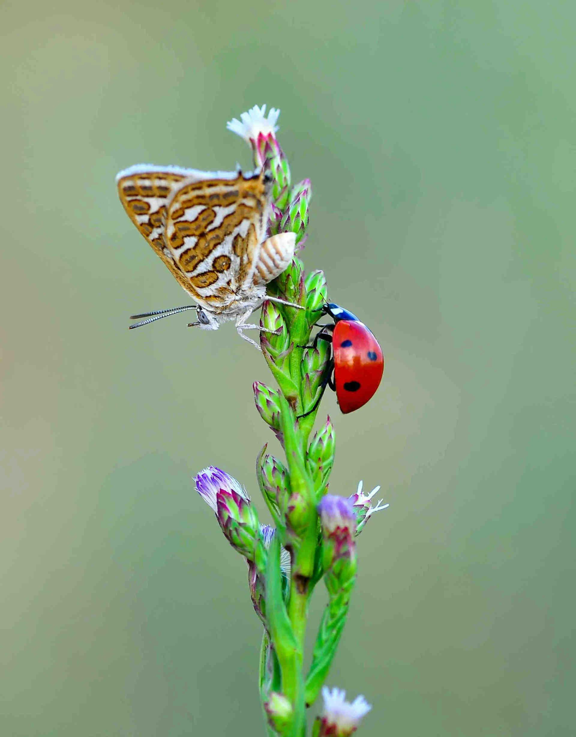 Coccinelles, papillons, nectar et pollen