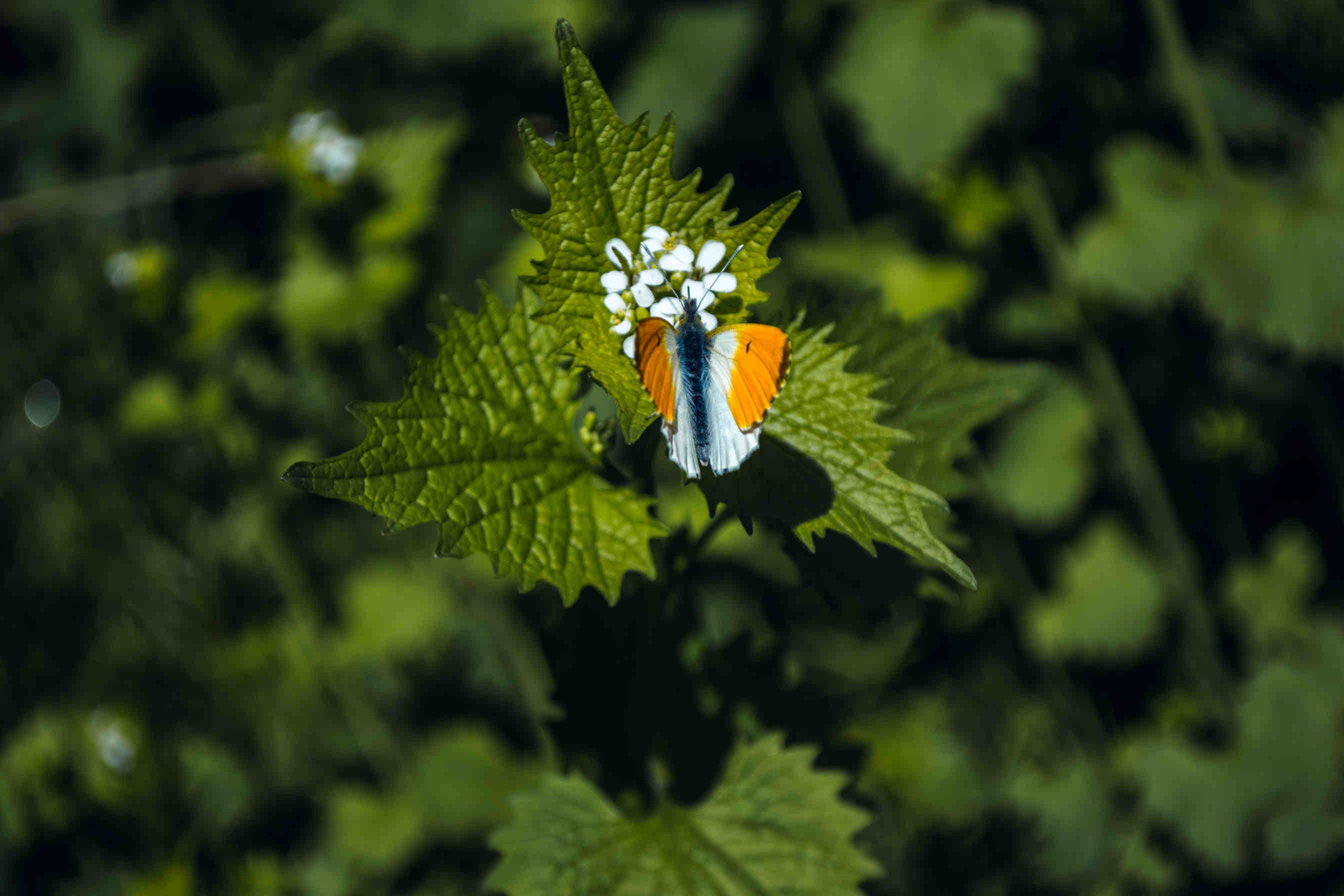 farfalla fiore