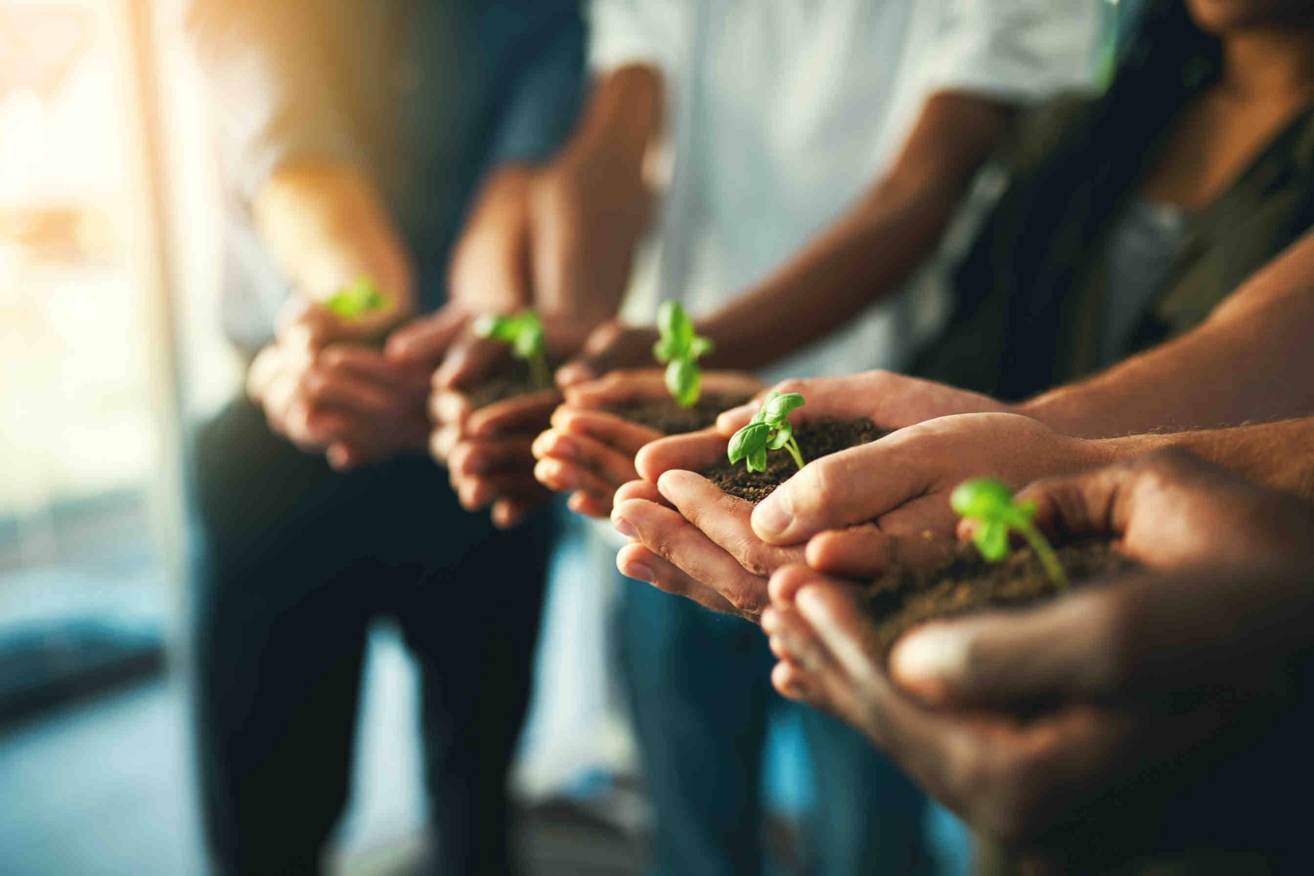 plants in hands