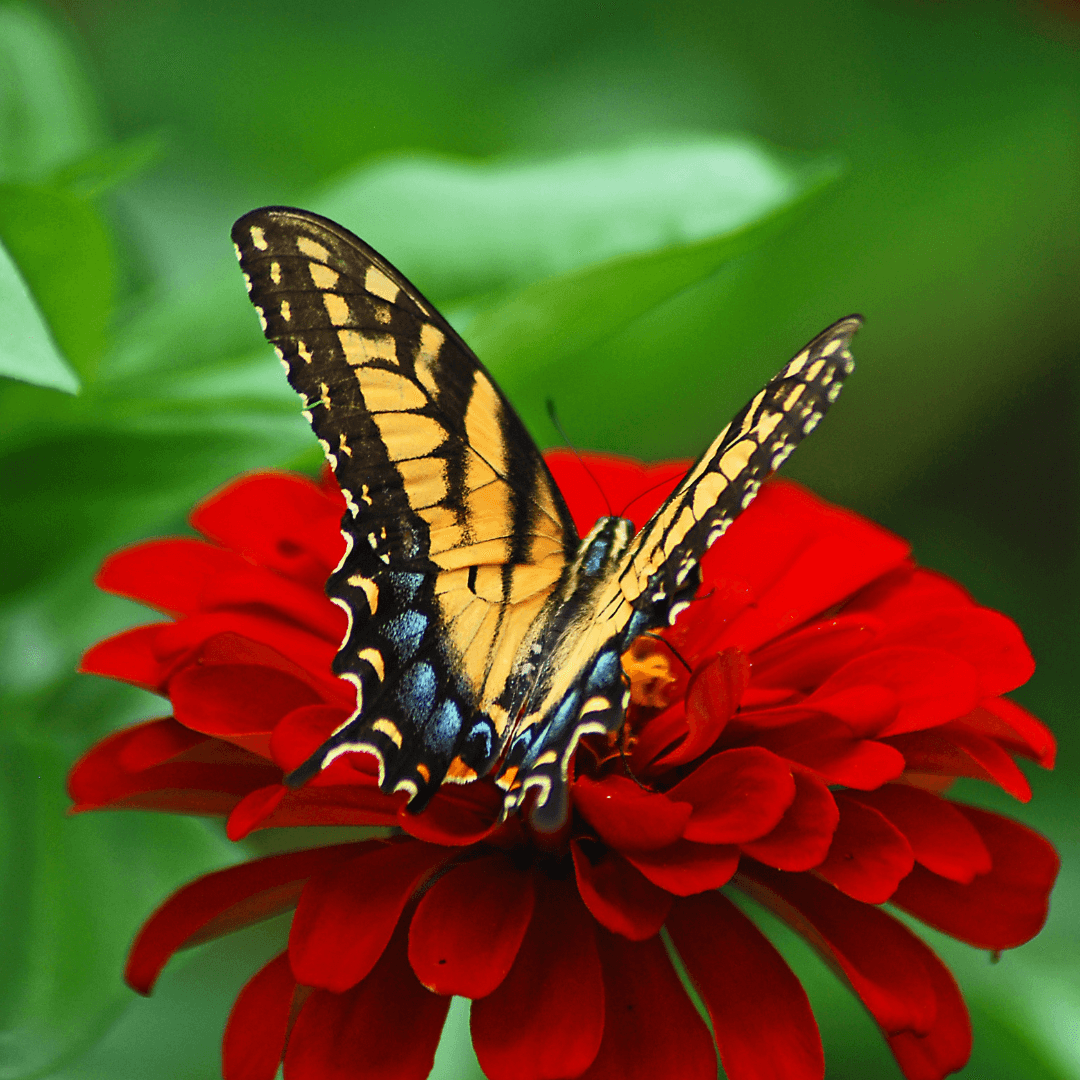 Nature Restoration Law prossimi passi