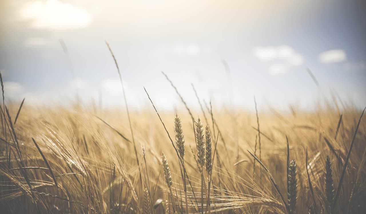 campo di grano
