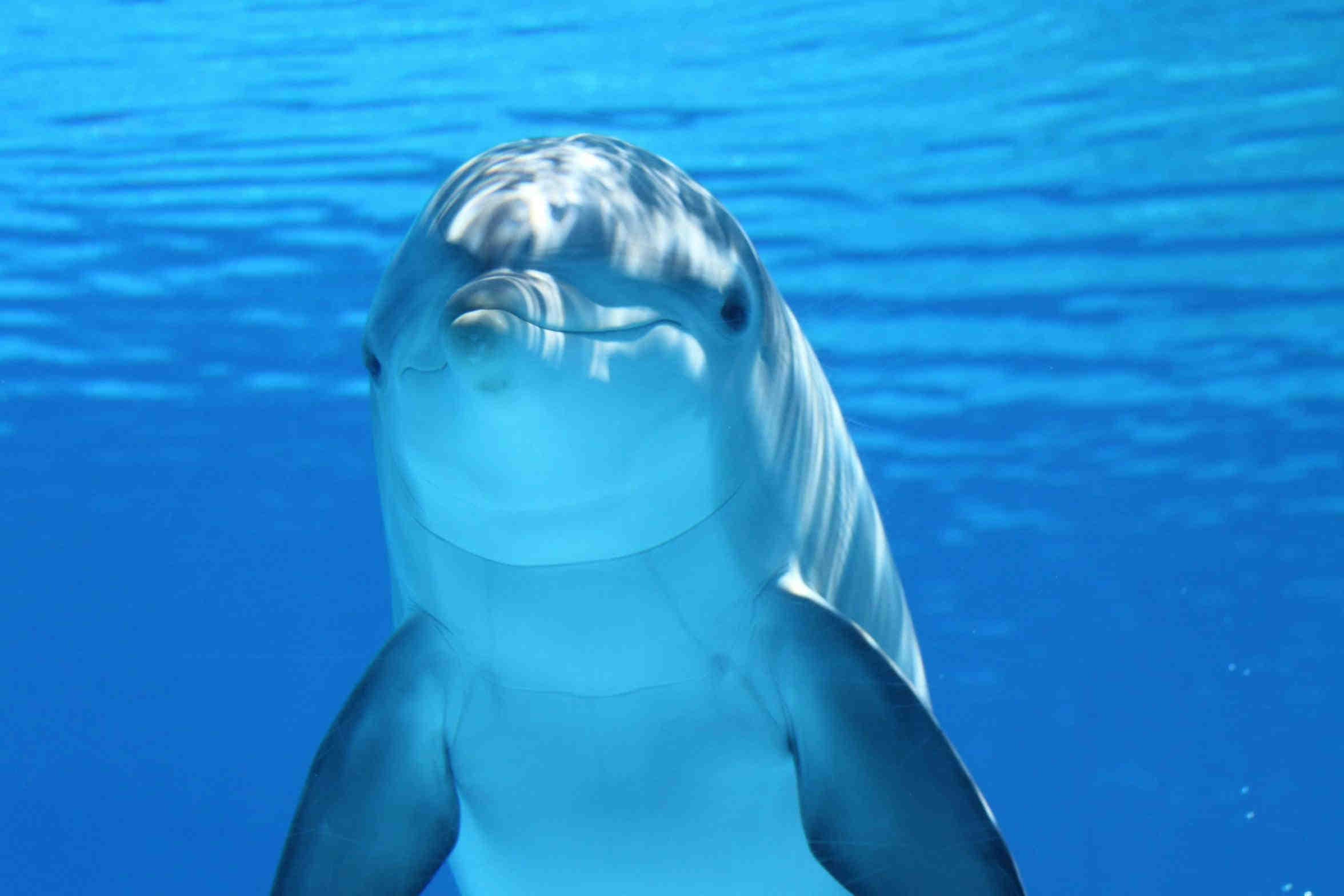 Dolphins Communicate Through Smiles While are Playing