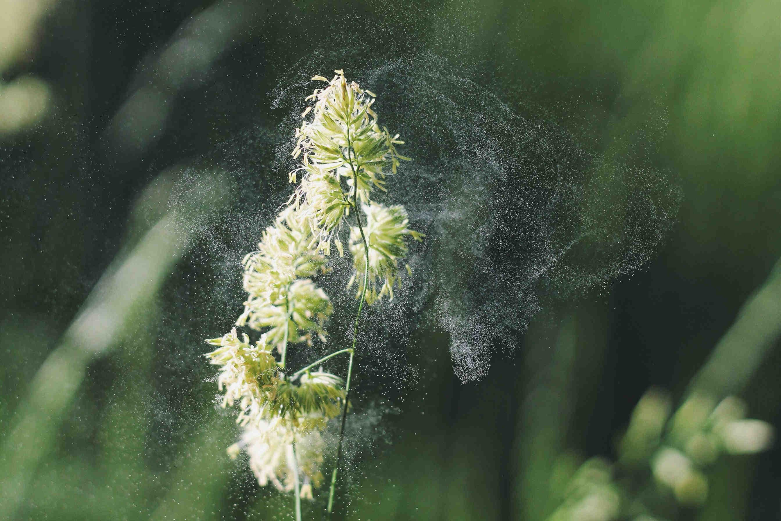 fiore