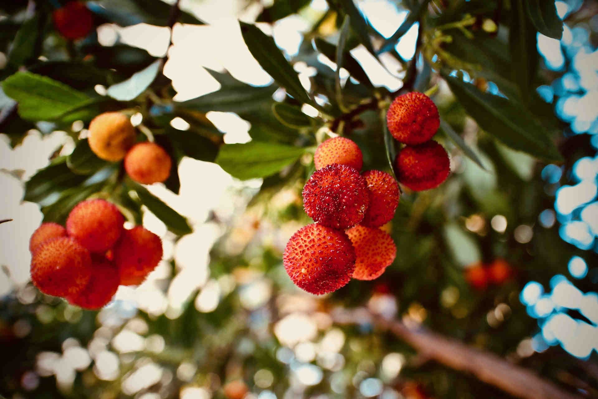 The arbutus plant