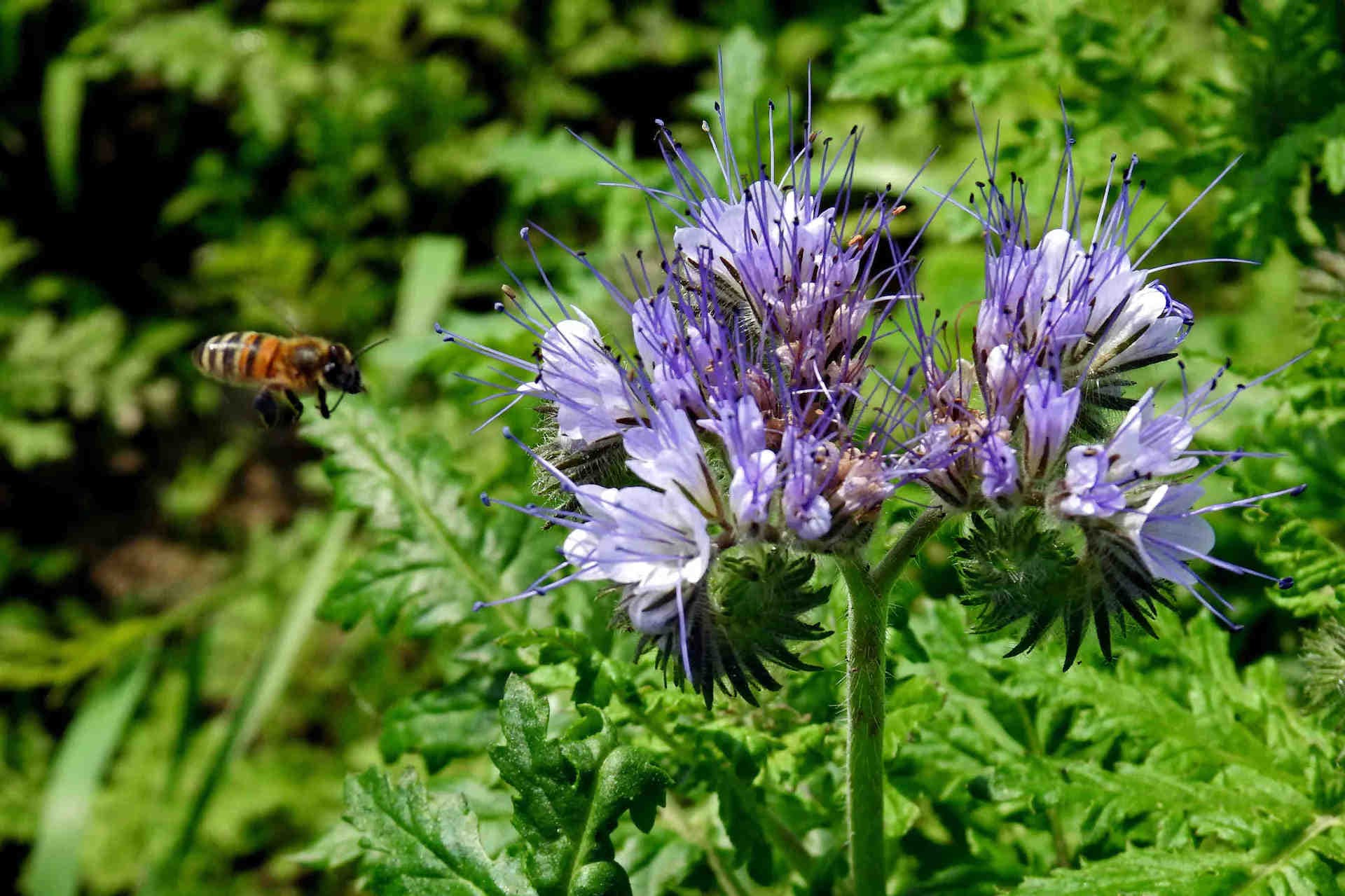 Une ruche protégée par la technologie pour la biodiversité