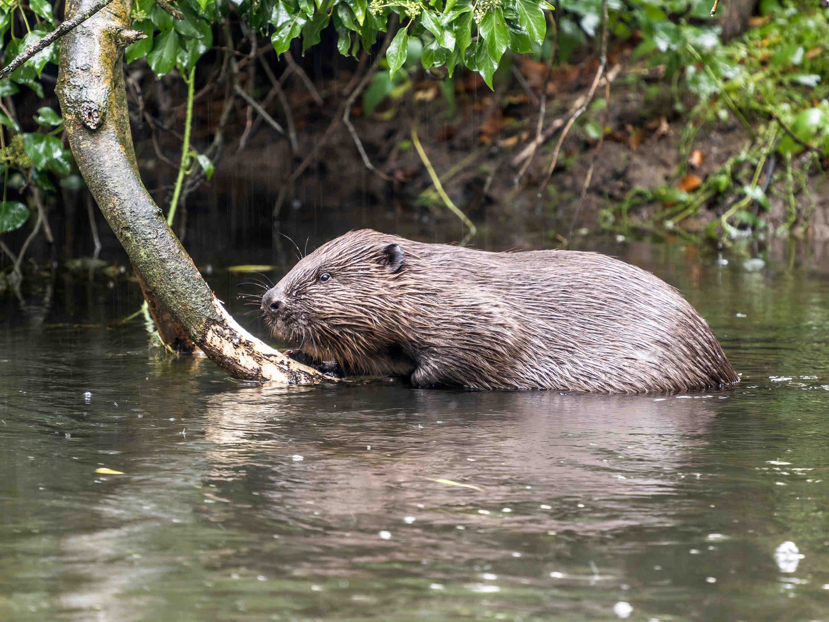 deux castors dans l'eau