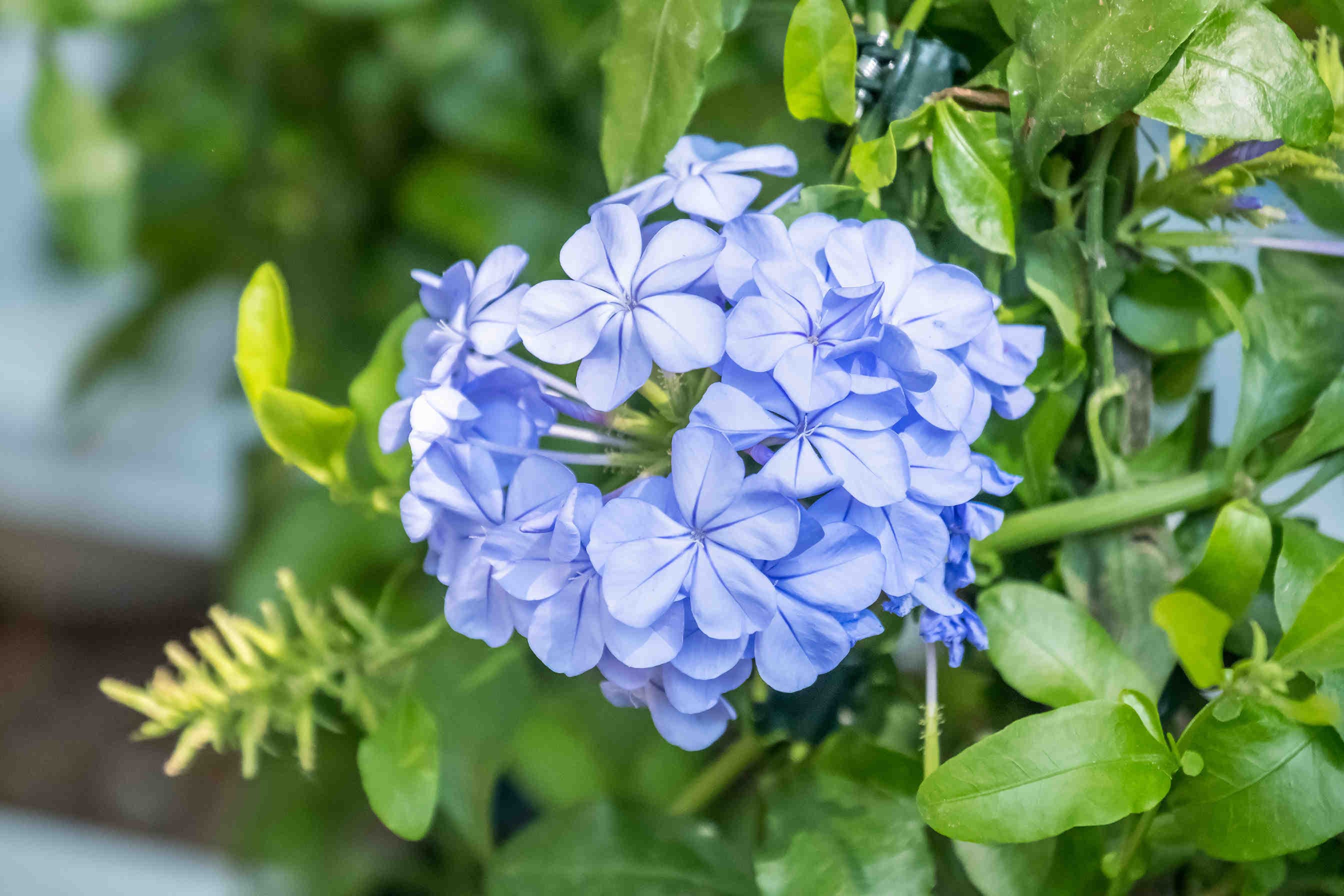 plumbago fiore