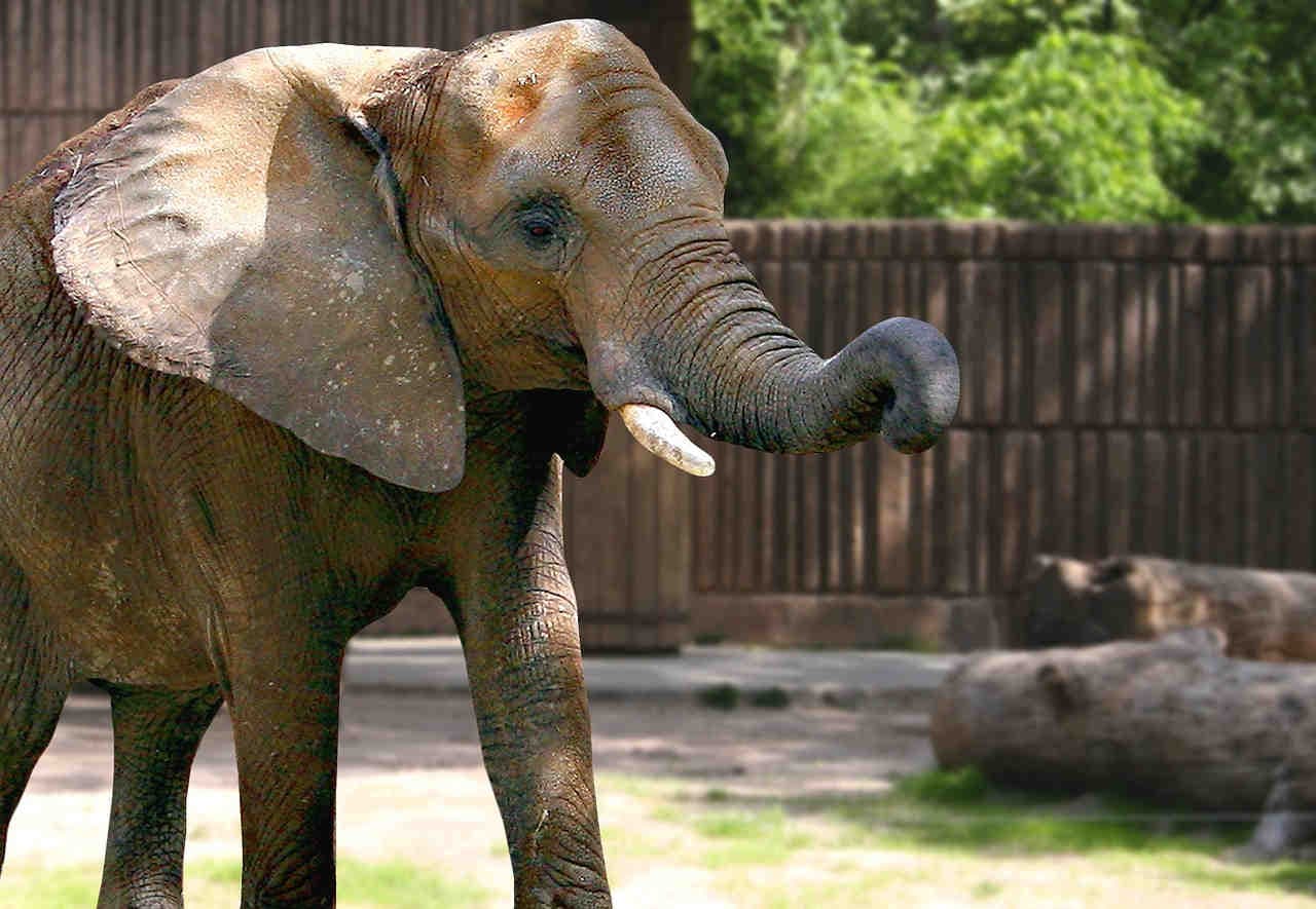 zoo benessere