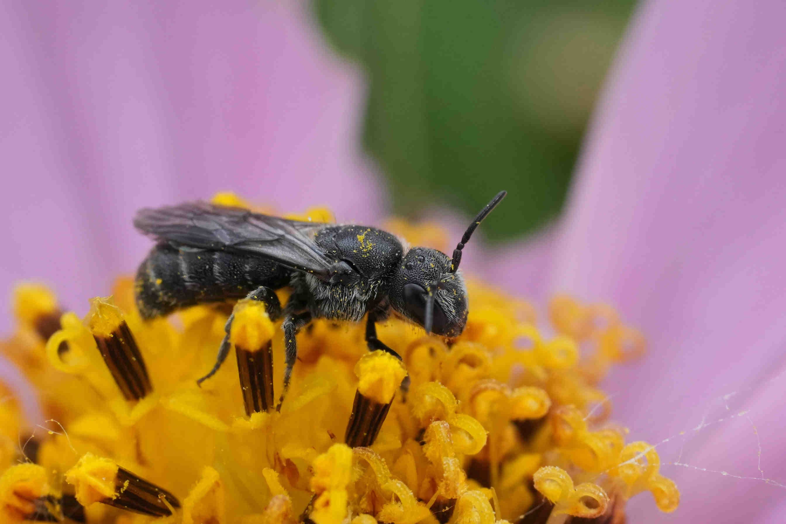 wild bee