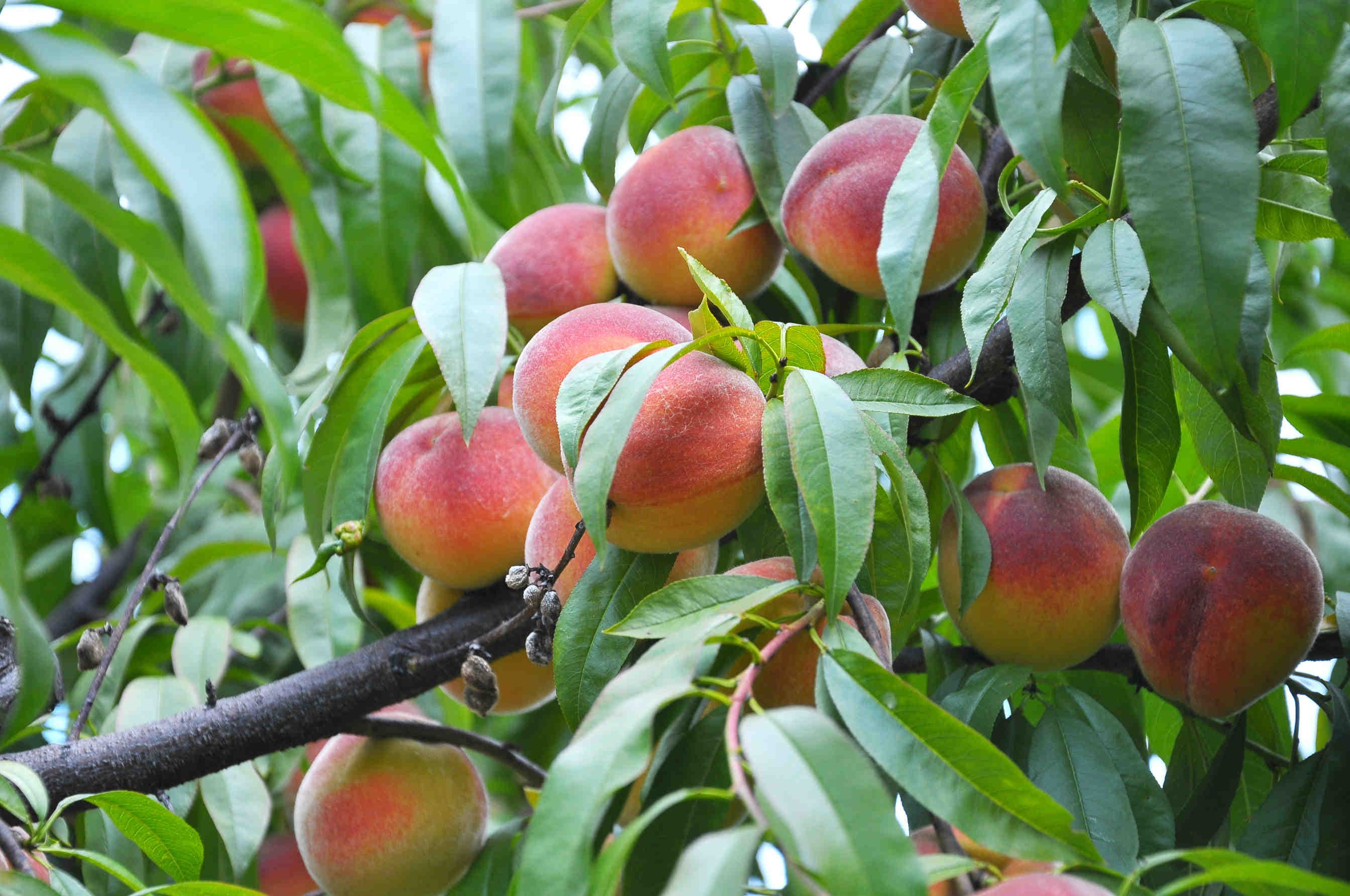 pesche frutti