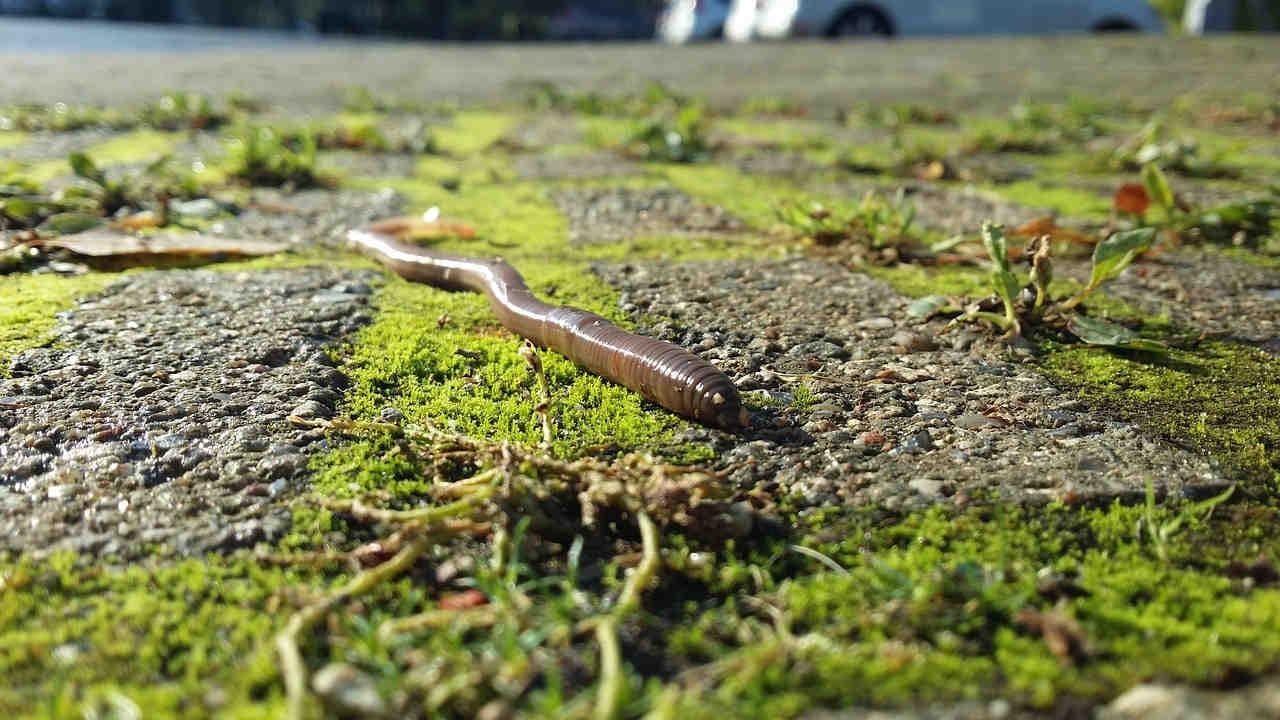Welche naturschutzfachlichen Maßnahmen können helfen?