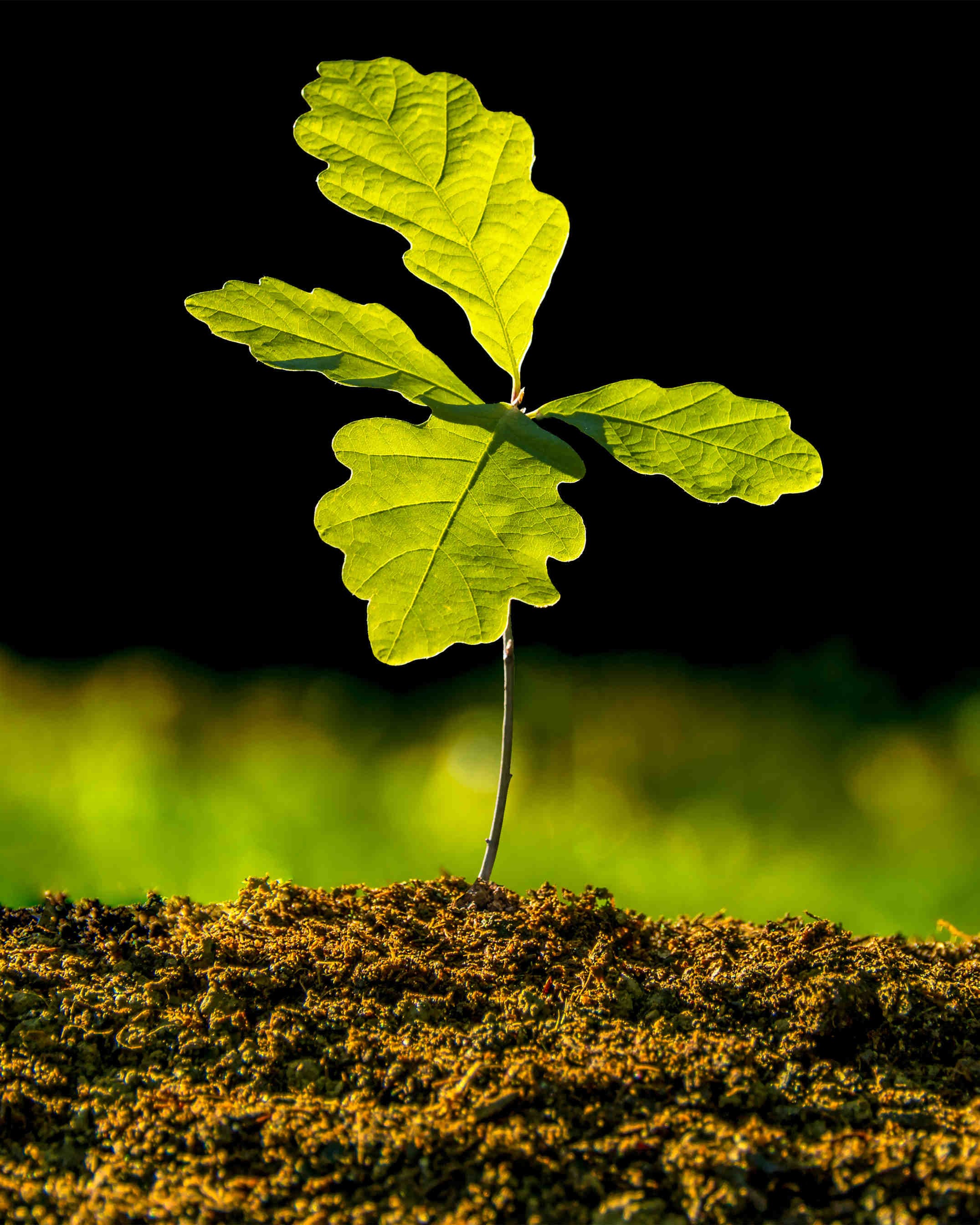 How the nectariferous forest adoption works