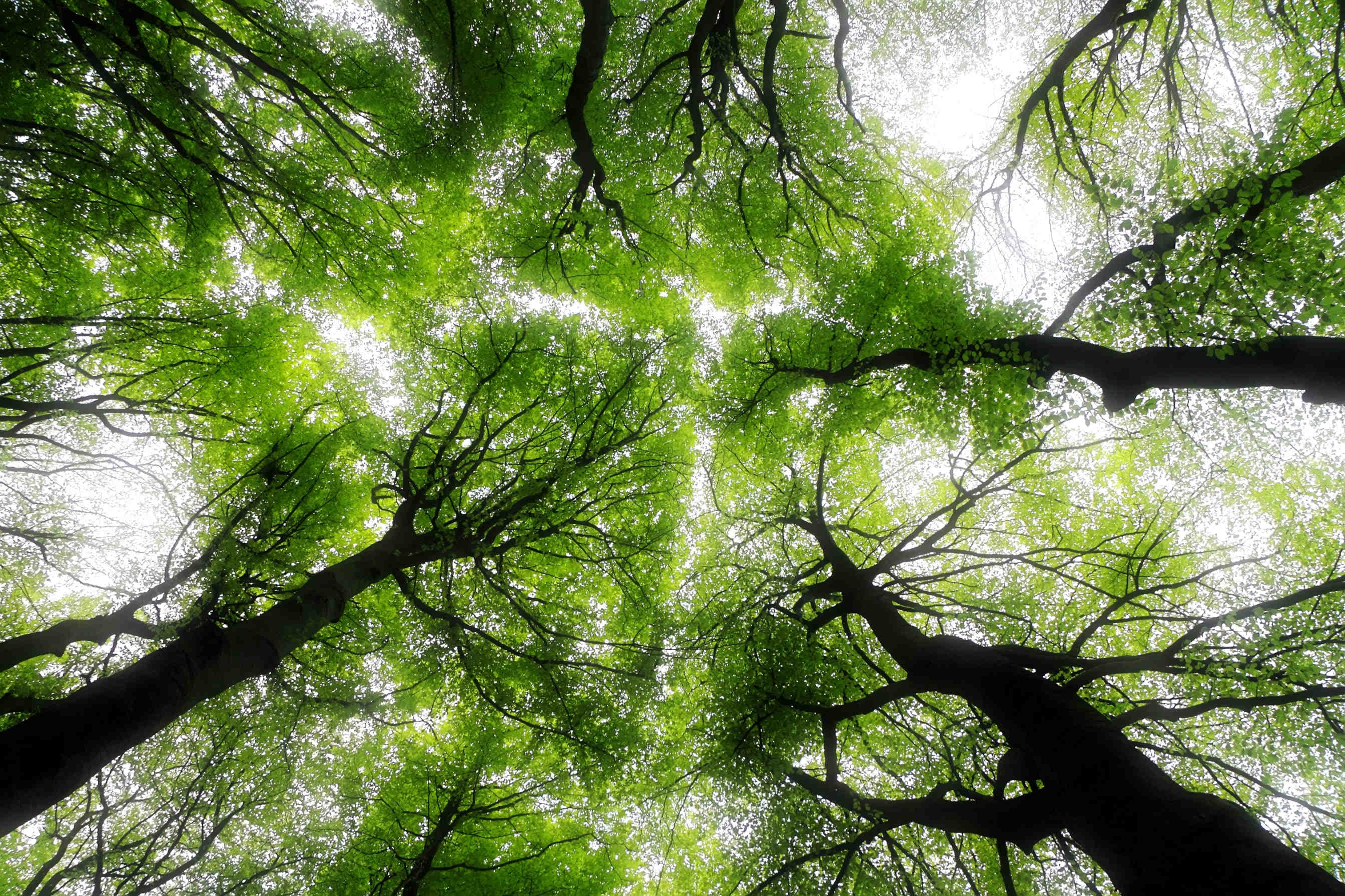 alberi foresta