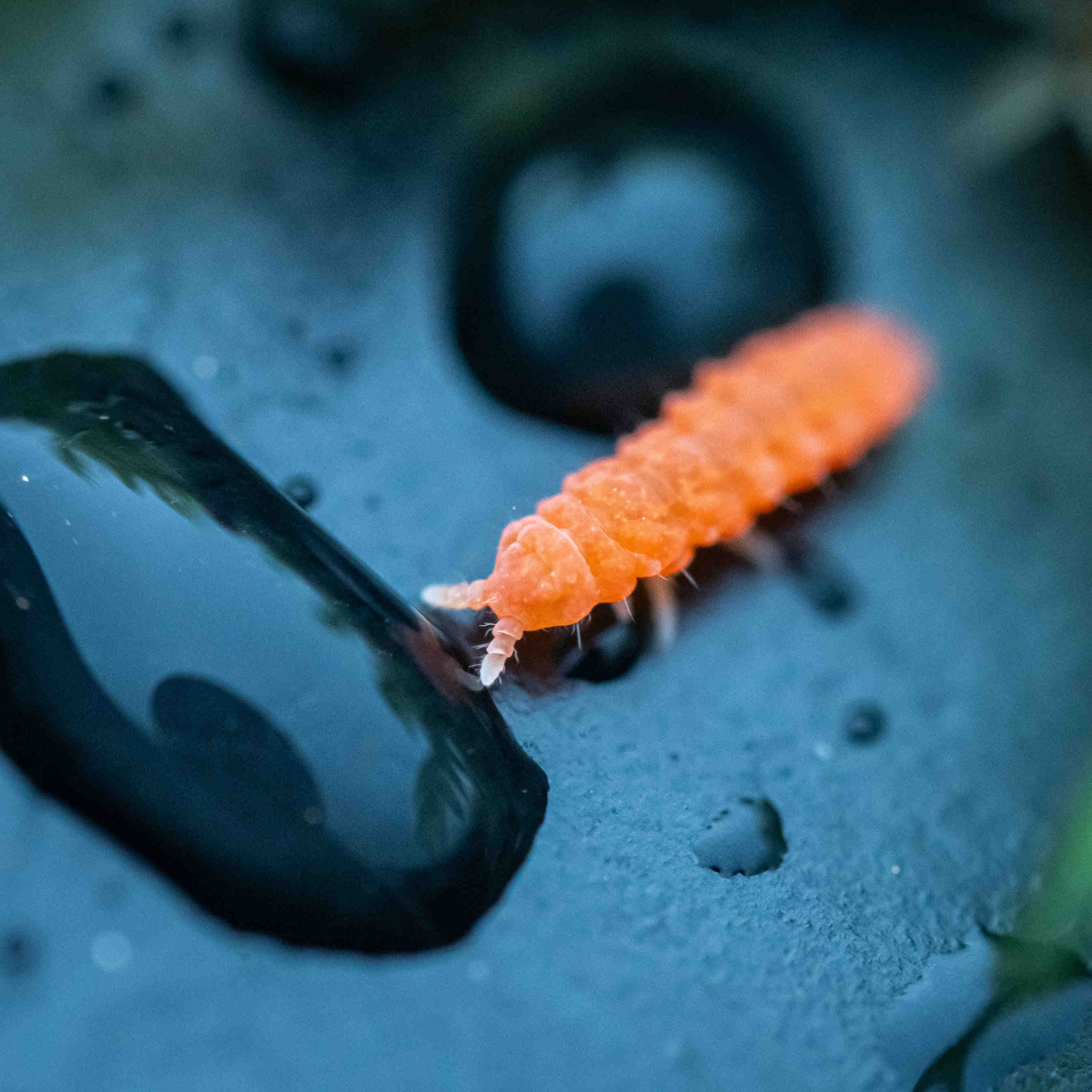 collembolo