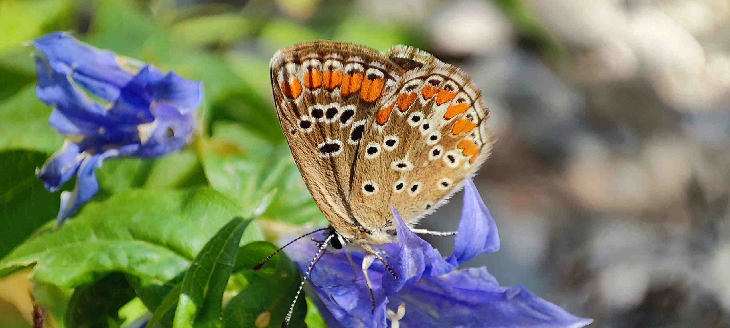 3bee-blog-biodiversità-resilienza-e-tempo