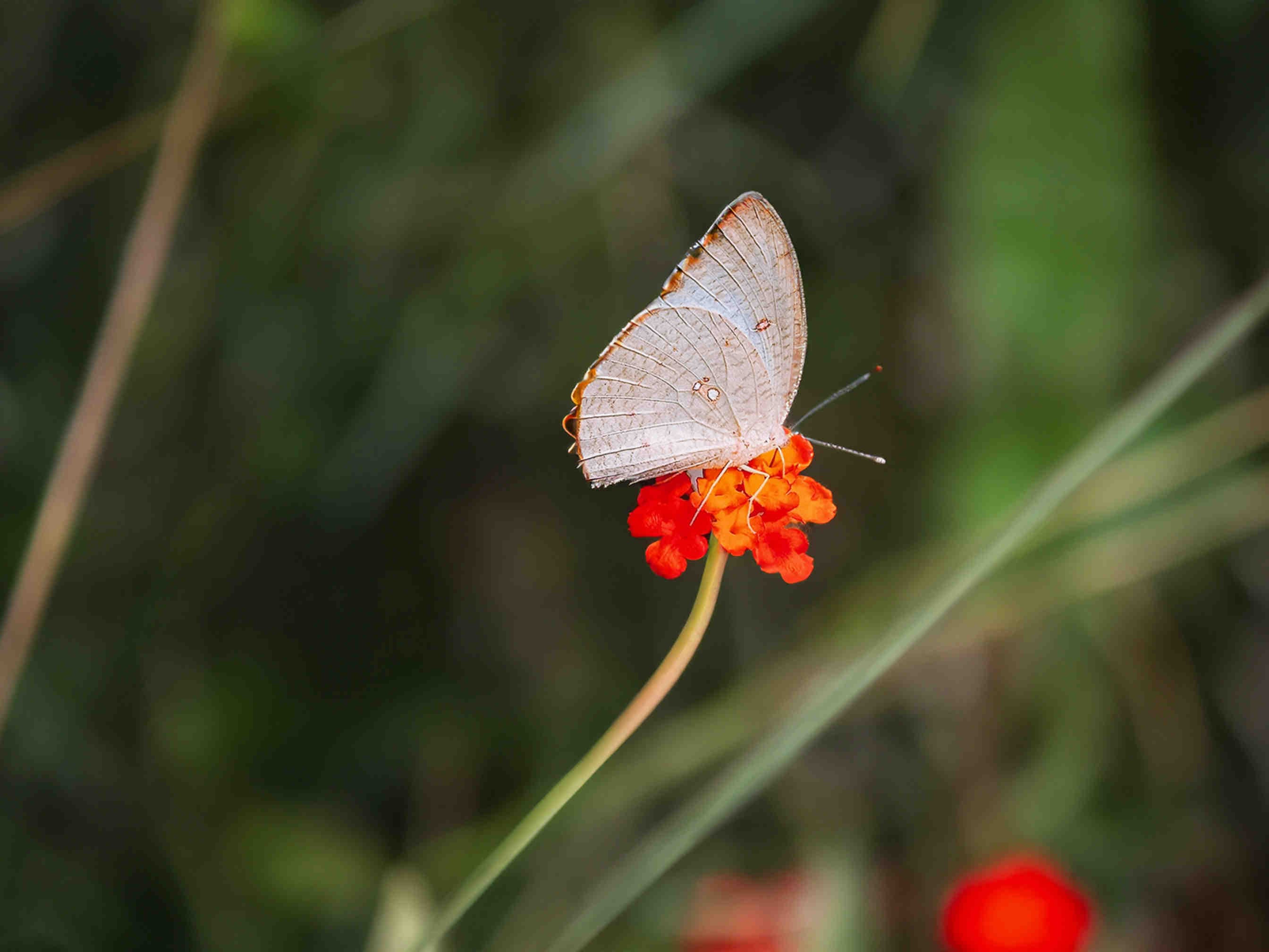 Il Ciliegio: Crocevia Vitale per Gli Impollinatori