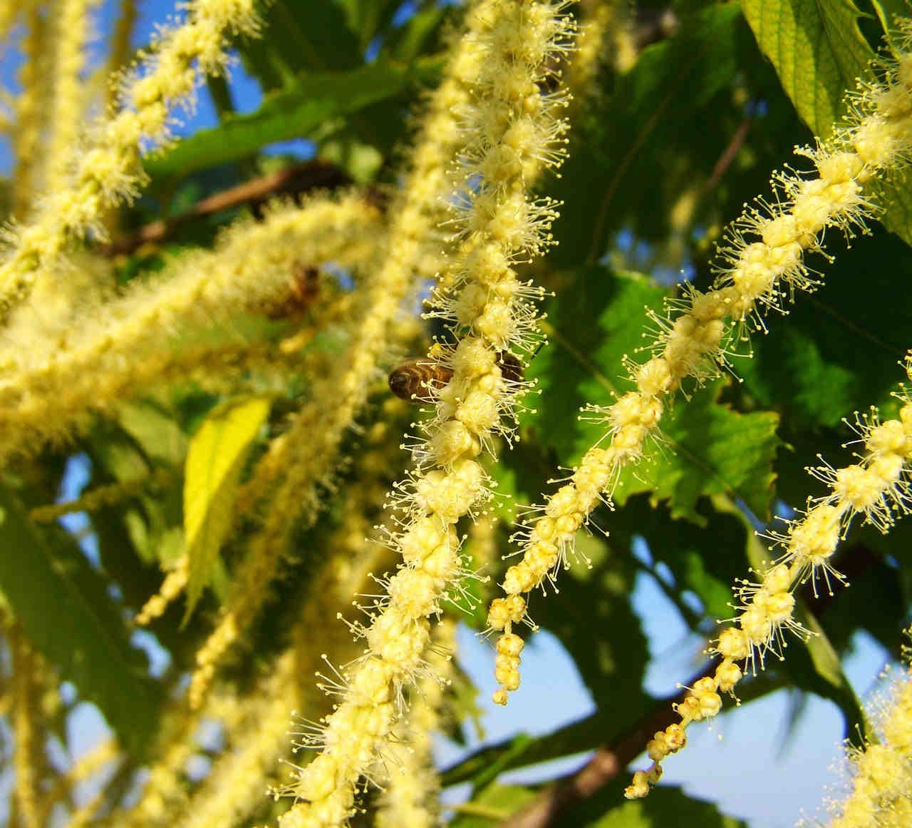 impollinatori fiori castagno