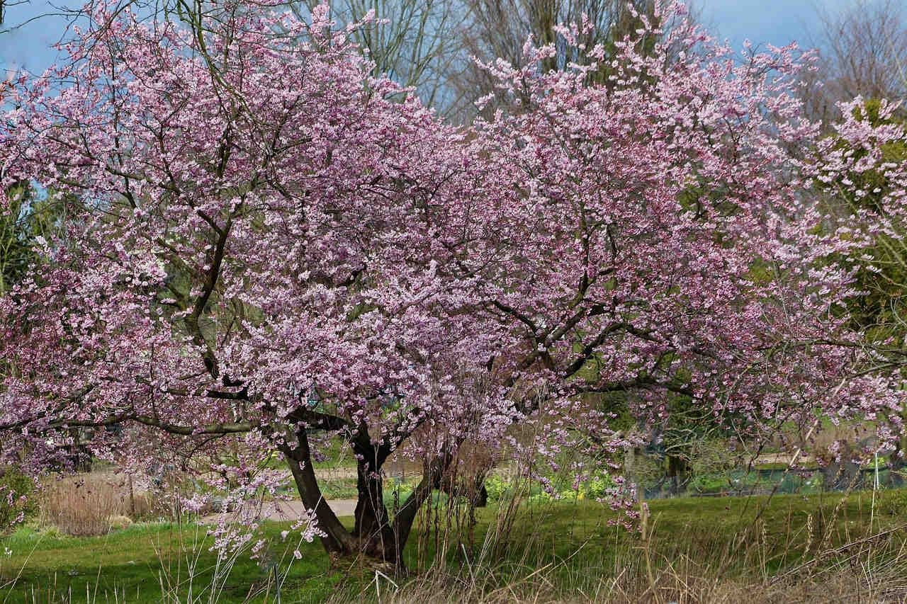 prunus