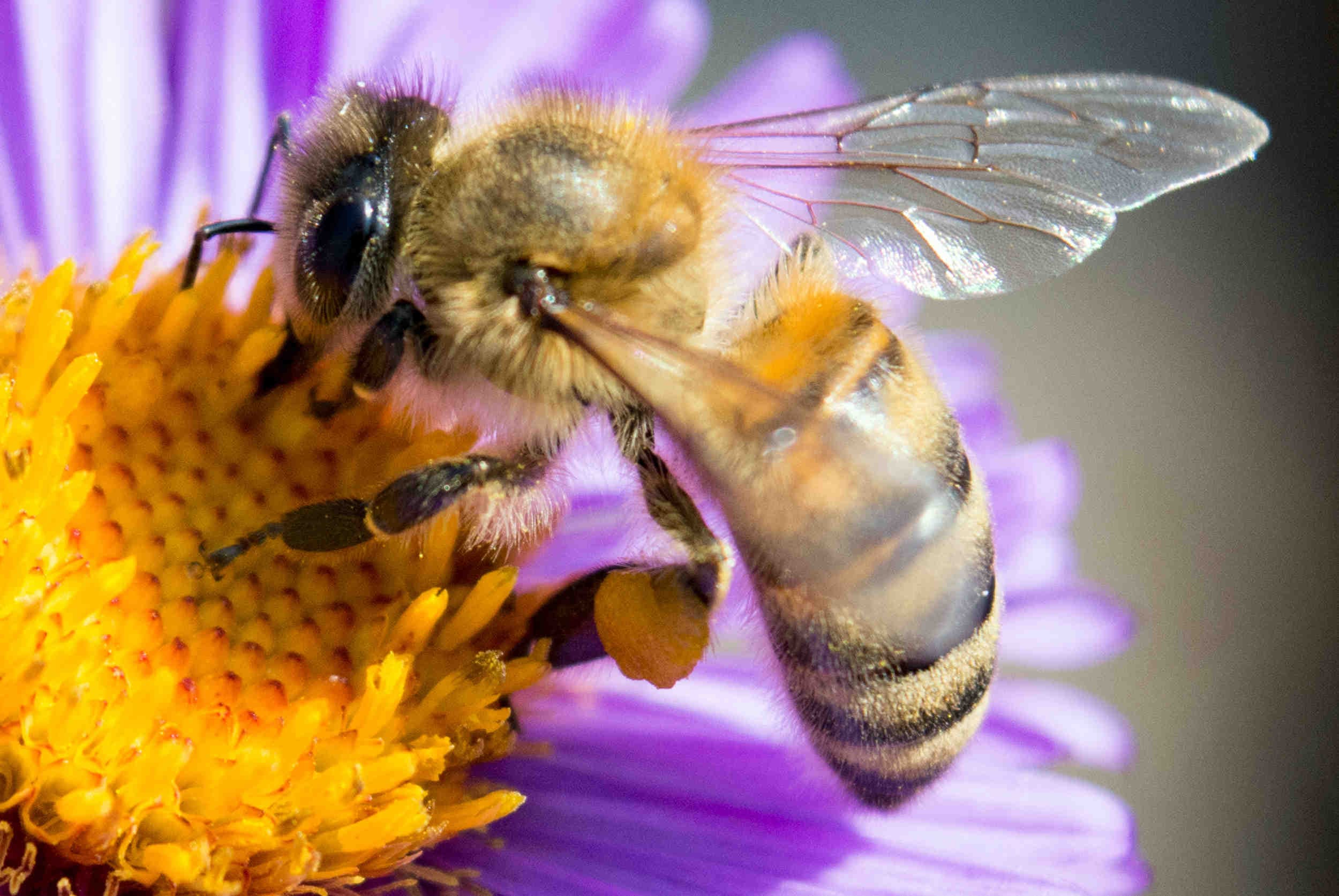 Ape su fiore viola