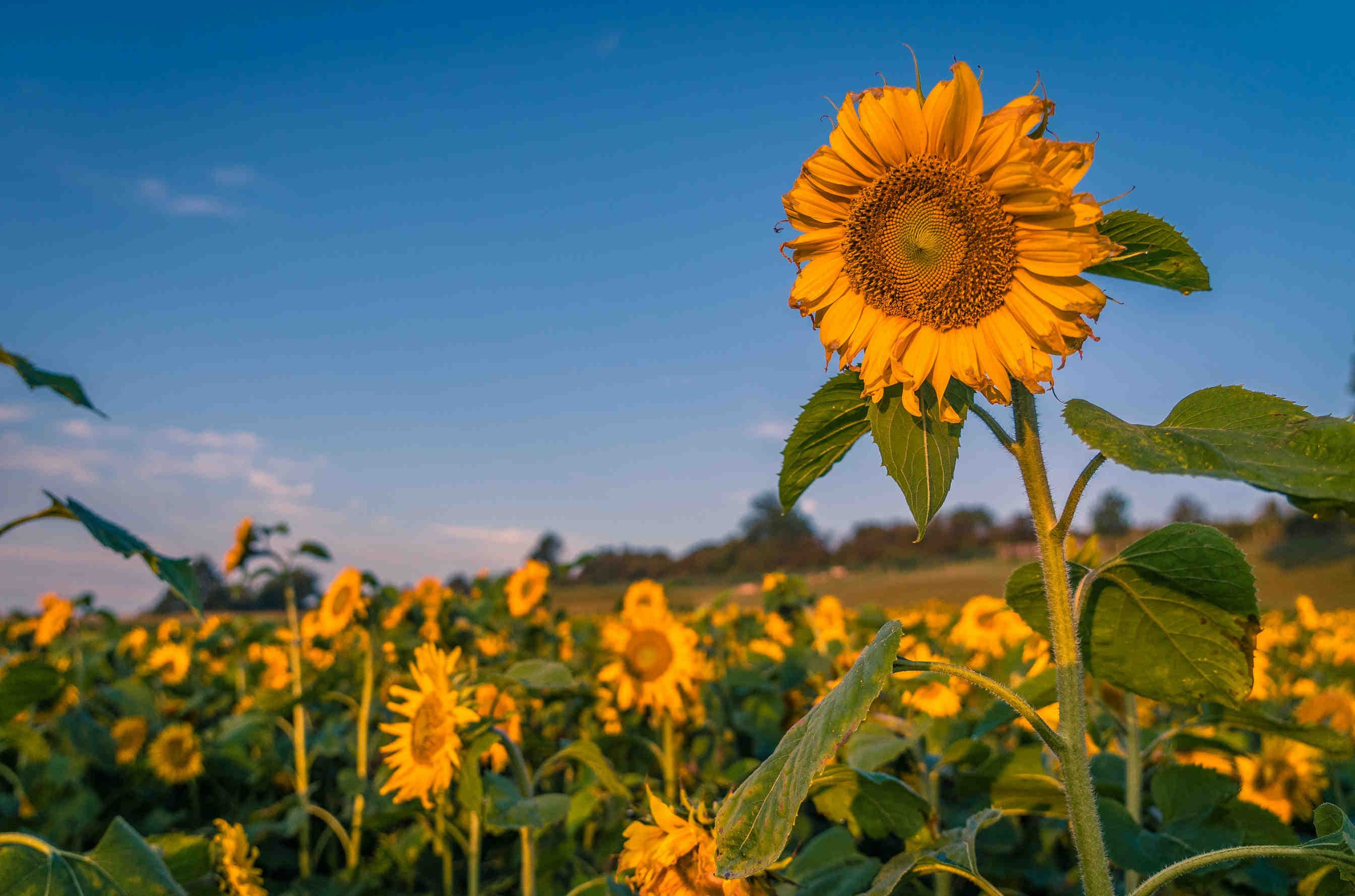 girasole