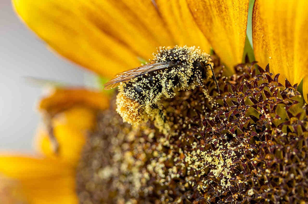 Eterostilia: coevoluzione tra piante e impollinatori