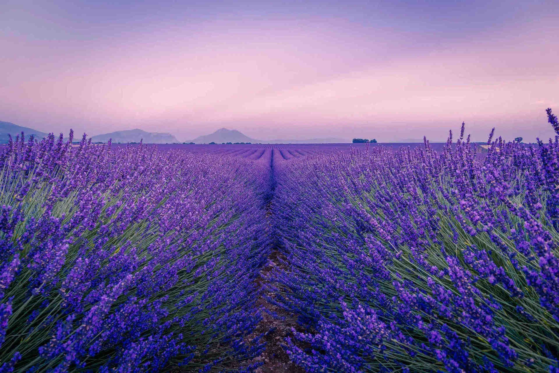 Stratégies de promotion de la biodiversité