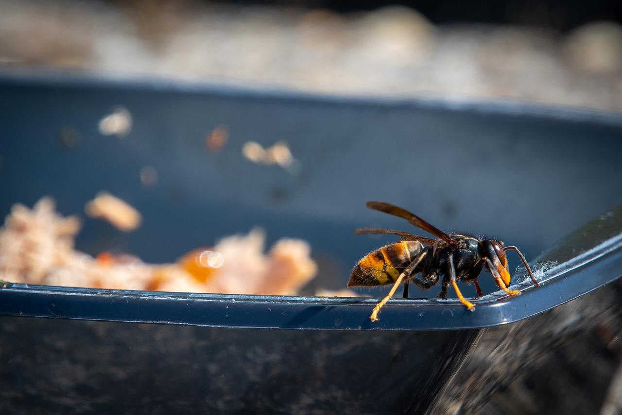 Vespa velutina, nuovi avvistamenti: perché è così pericolosa