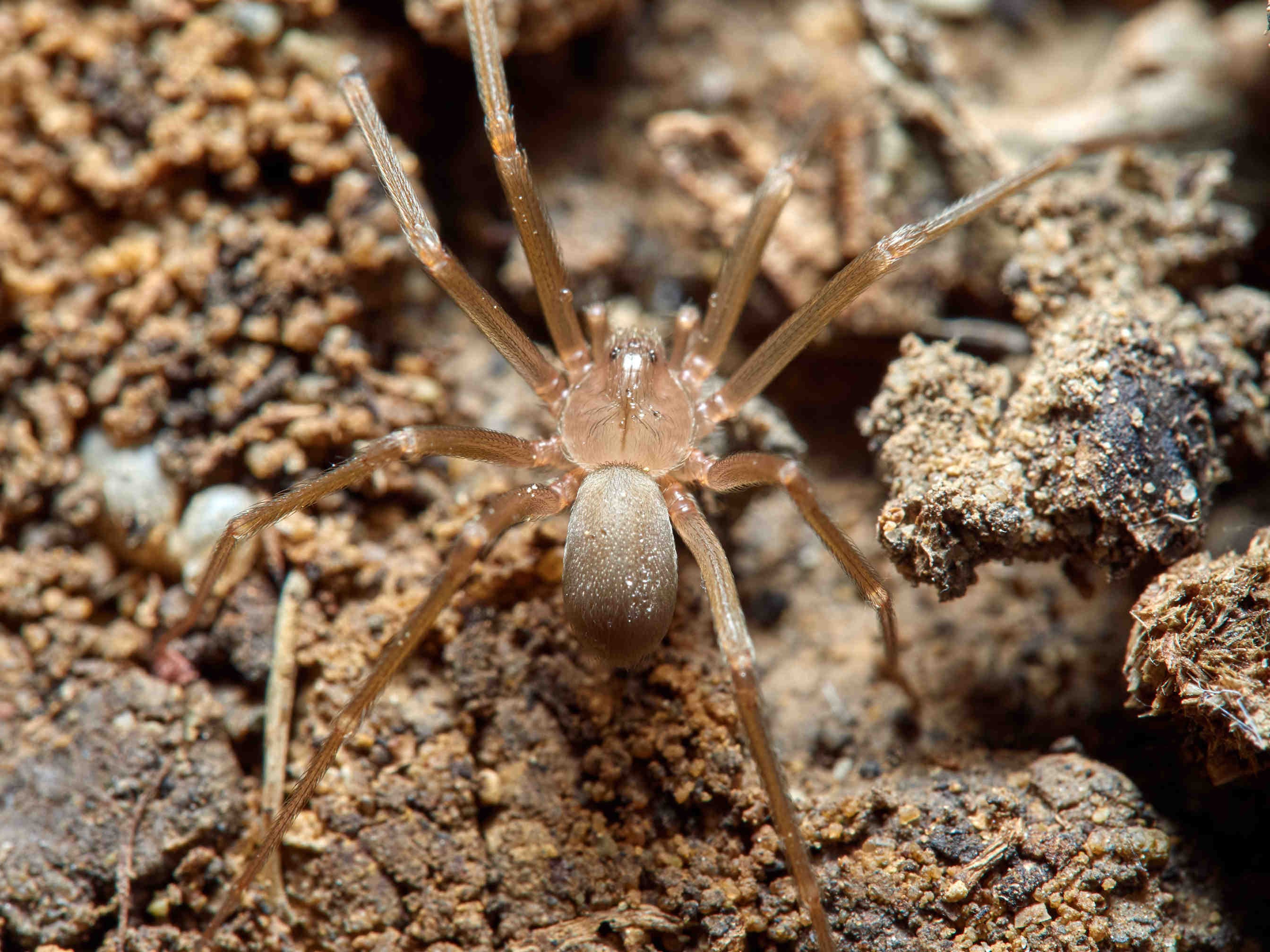 Loxosceles rufescens