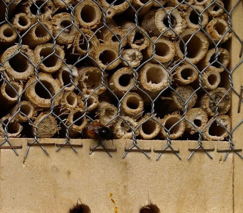 Insect hotel