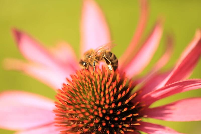 ADOPT A 3BEE HIVE