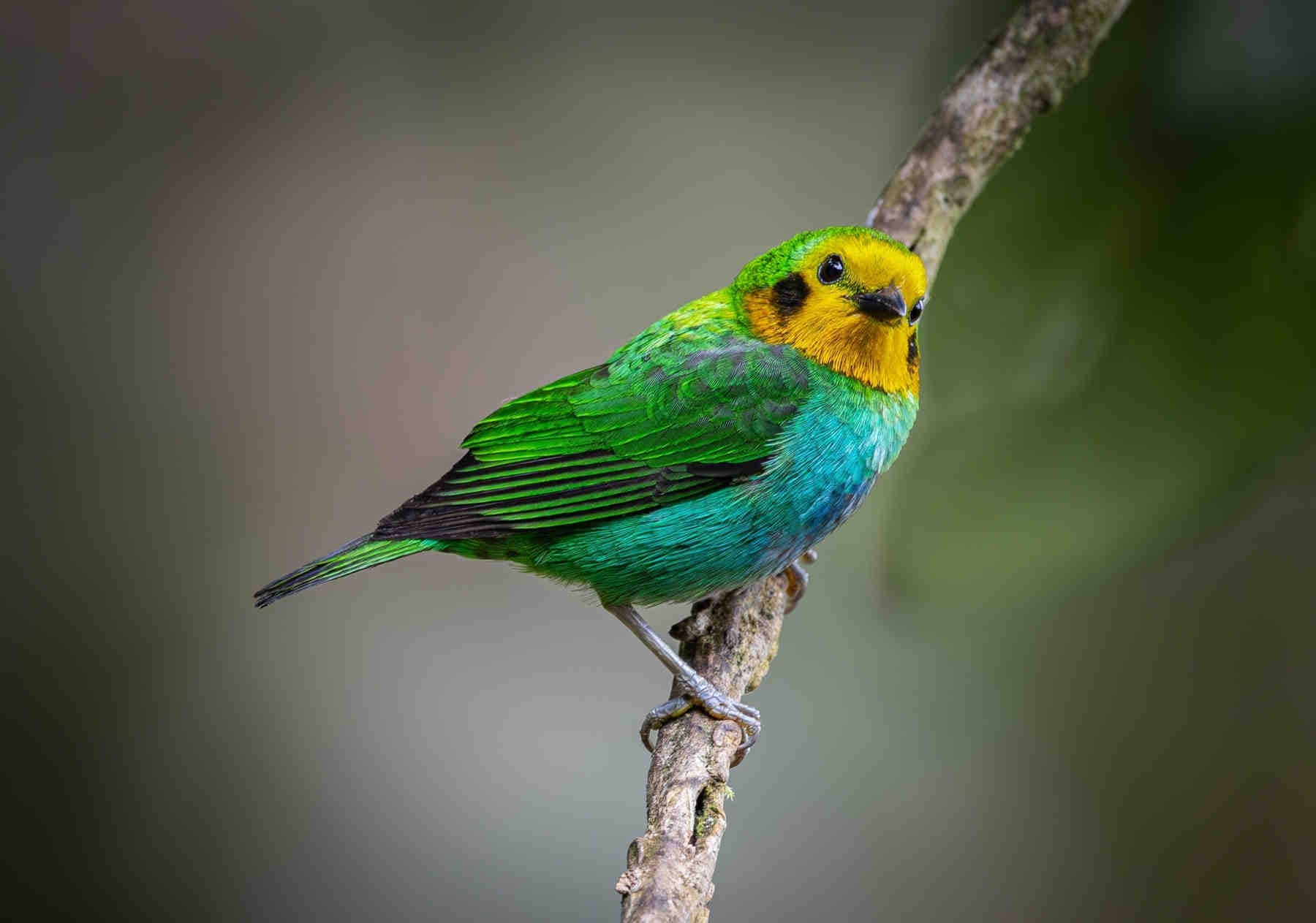 Biodiversità: capitale naturale a rischio
