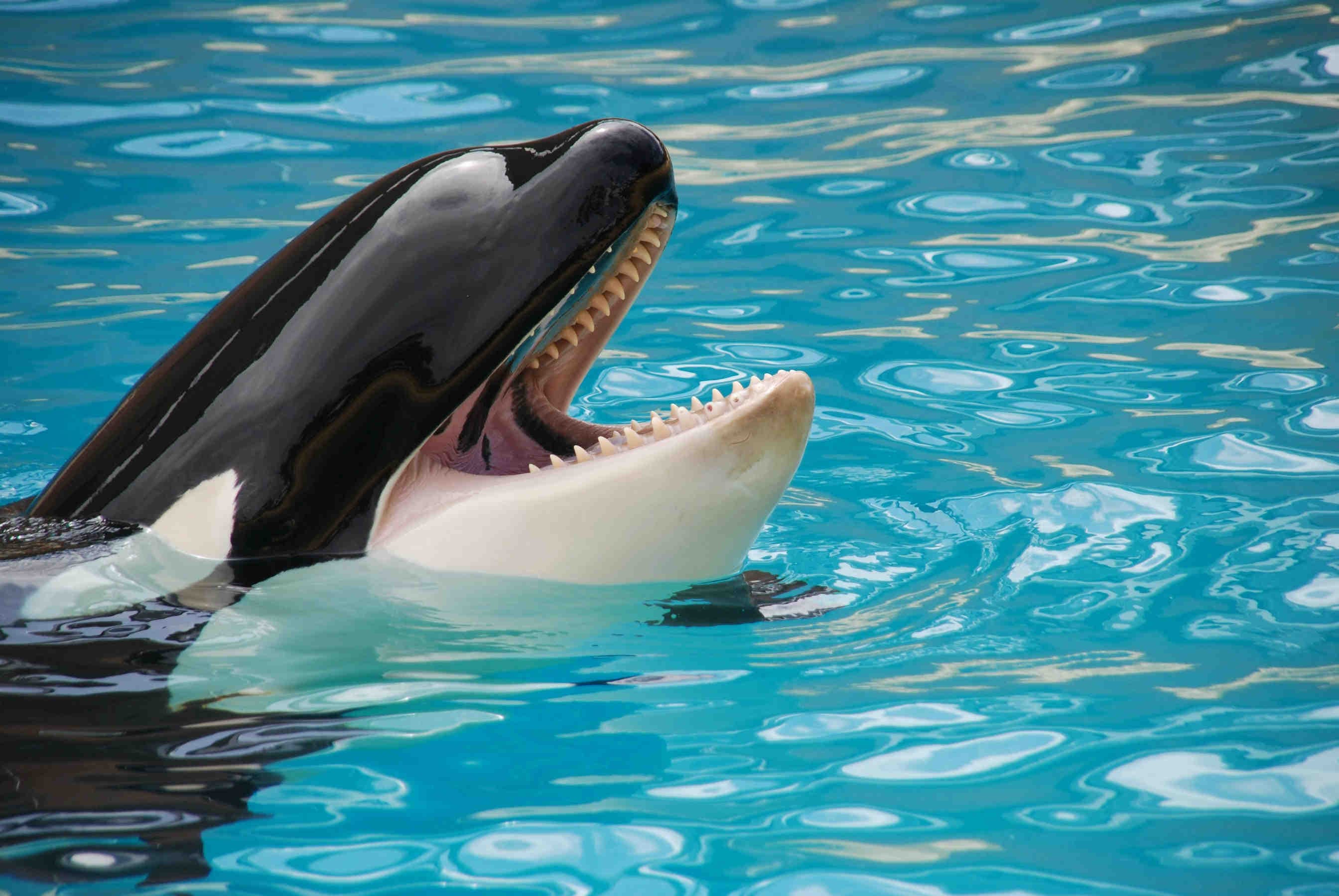 orca