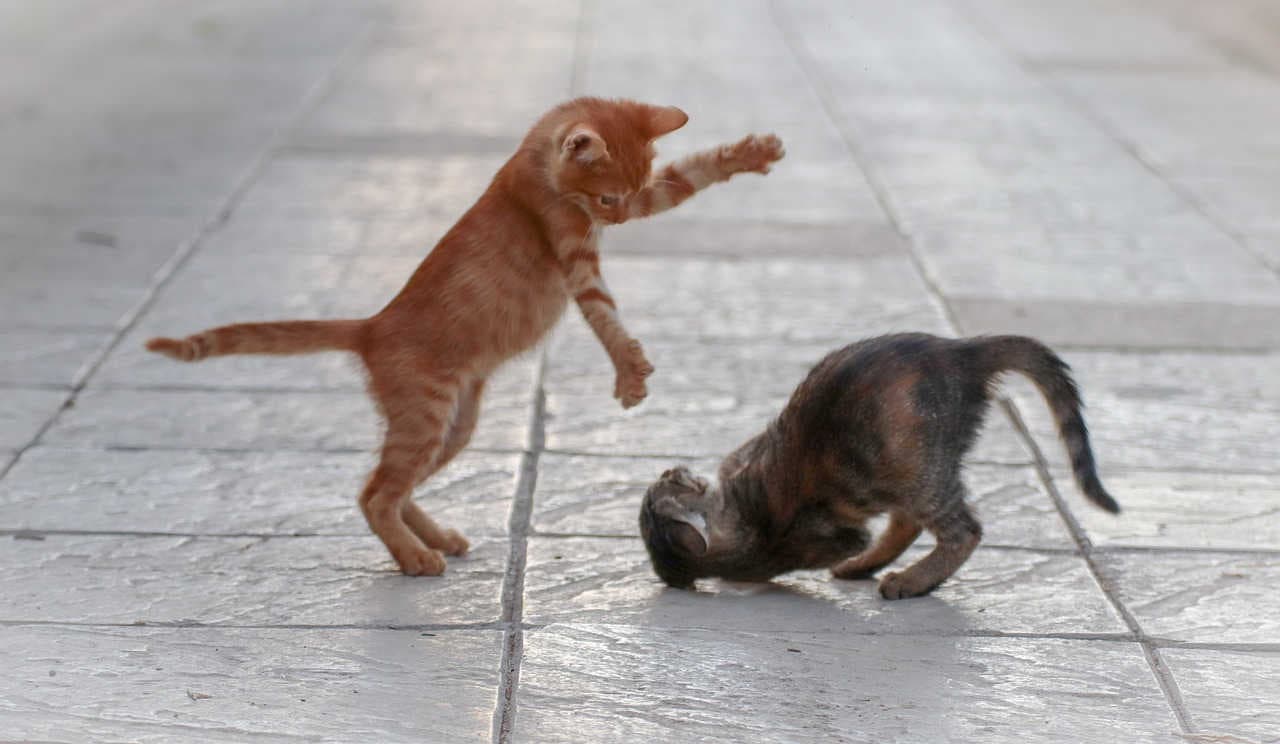 gatti gioco