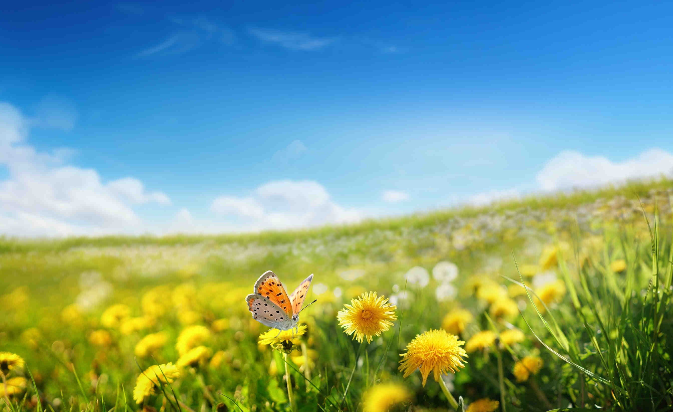 Il 22 maggio è la Giornata Mondiale della Biodiversità