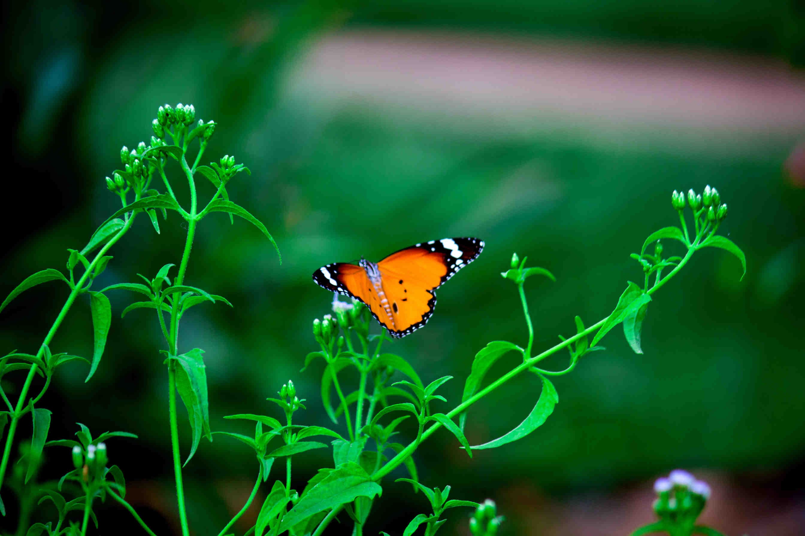 farfalla