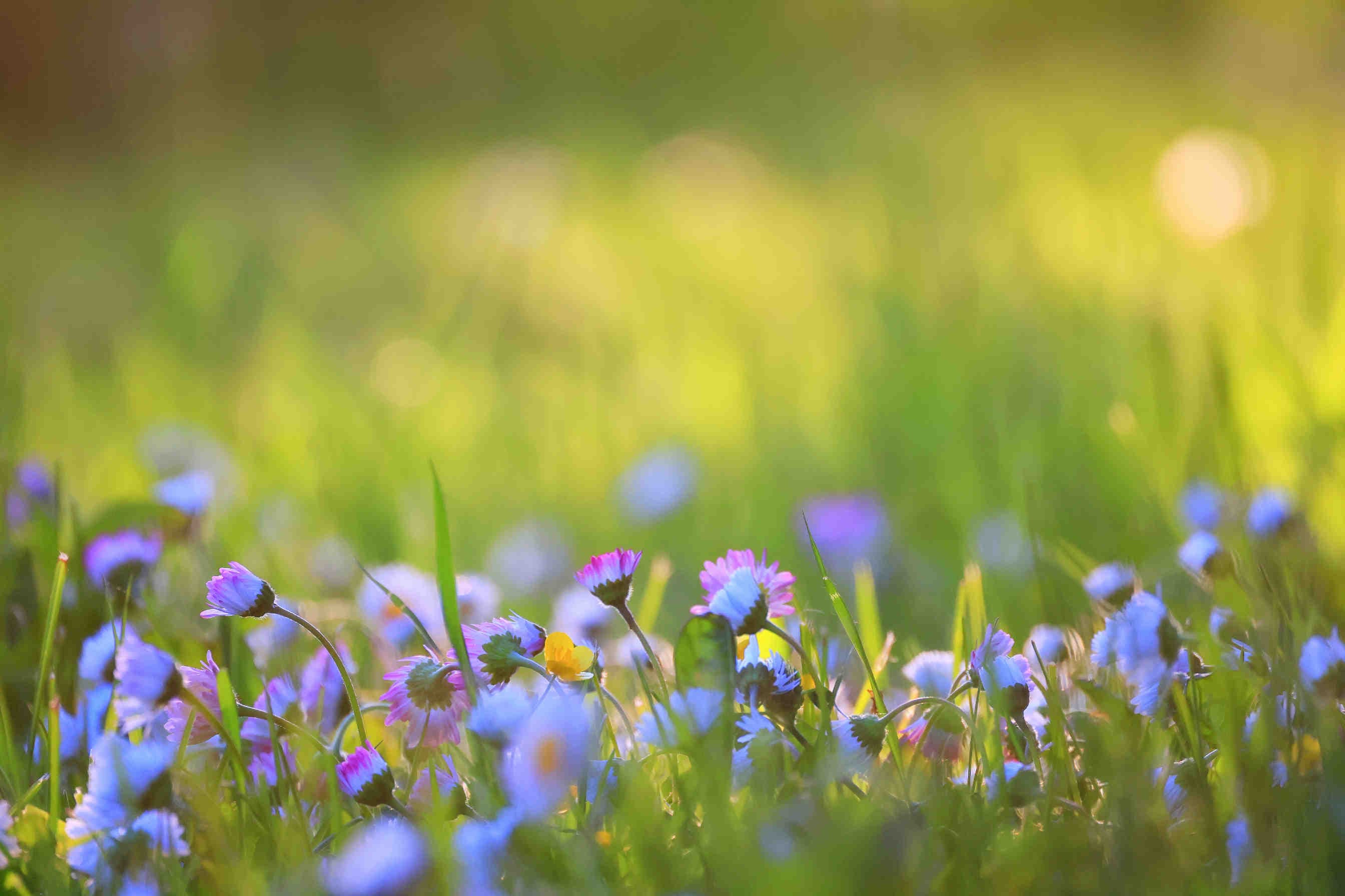 biodiversità
