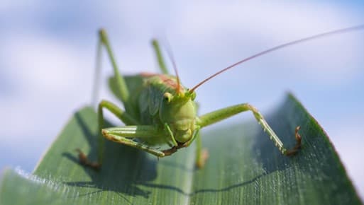 tanatosi insetti invertebrati