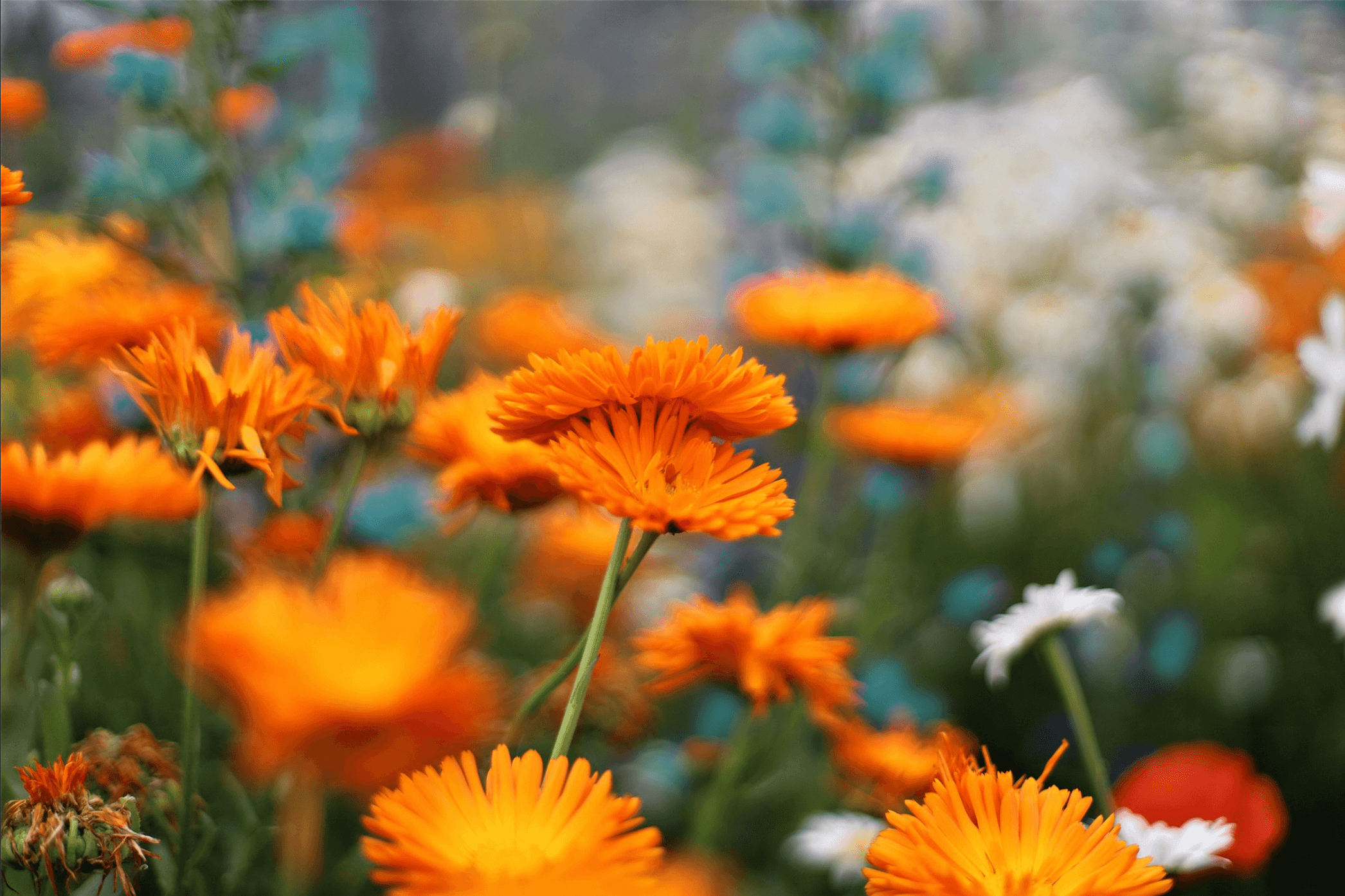 fiore
