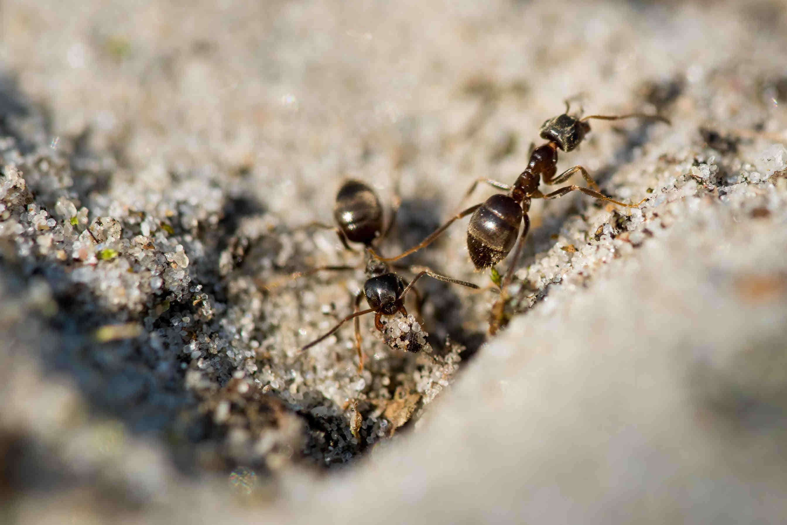 3bee-blog-il-ruolo-delle-formiche-nella-biodiversita