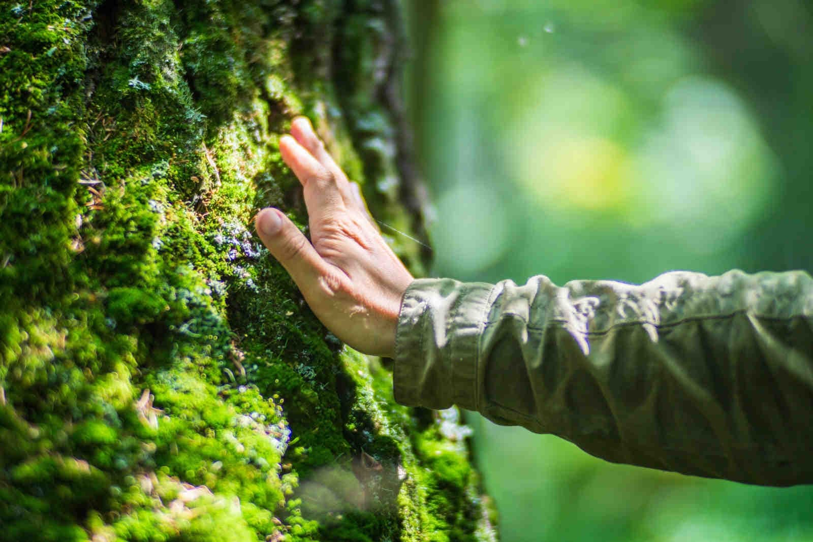 What is environmental conservation?