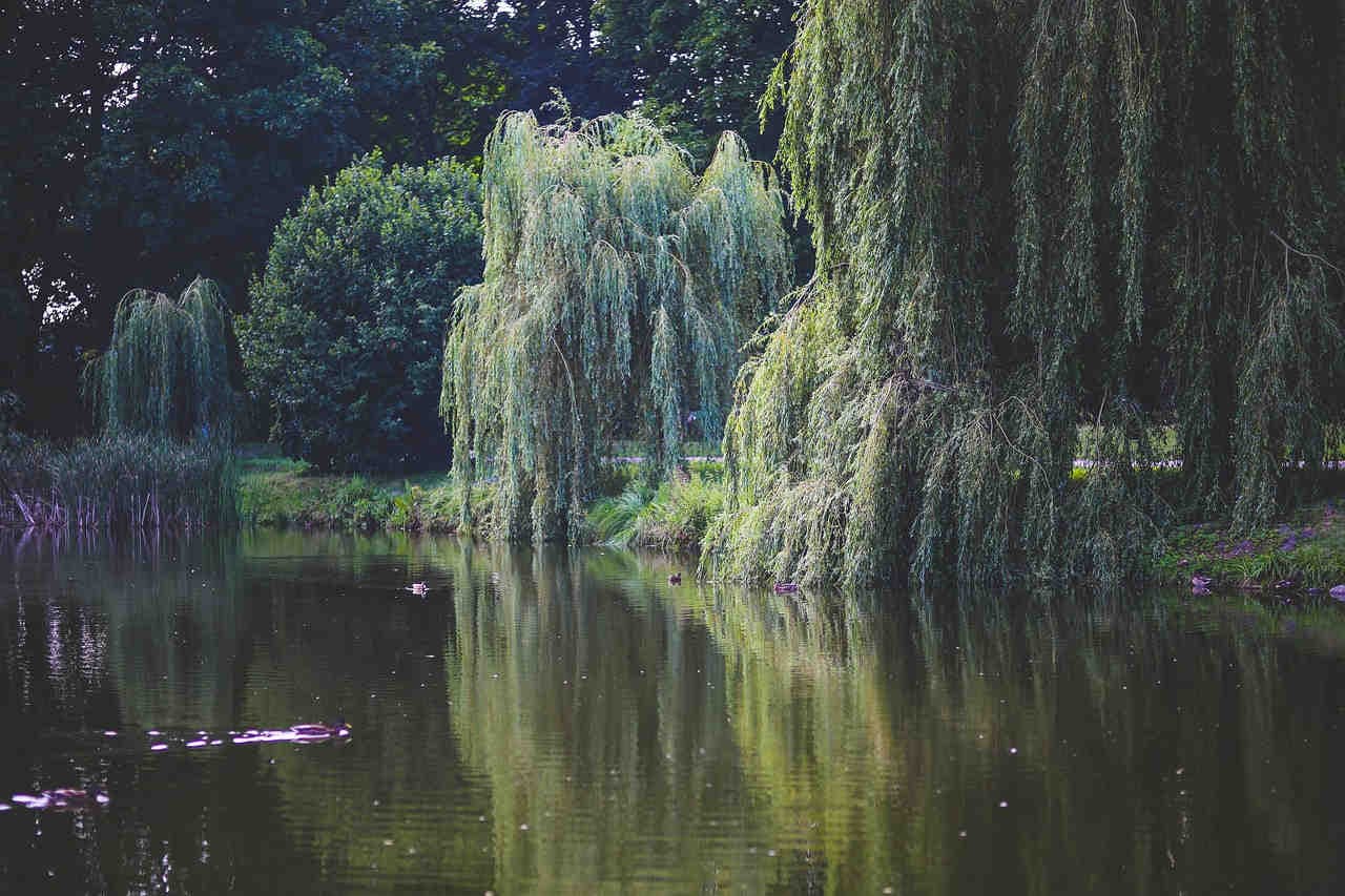 Les caractéristiques et la propagation du saule pleureur