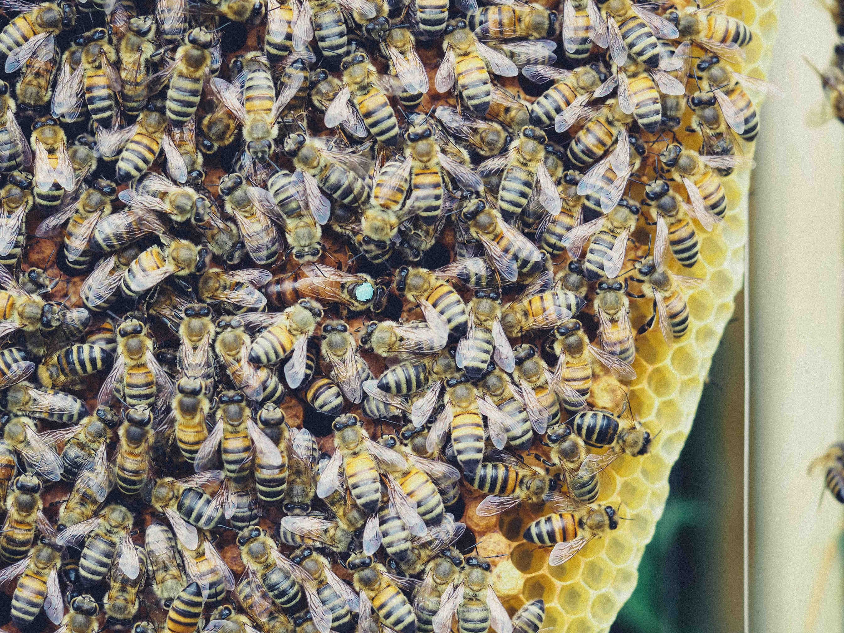 Diferencia en el canto de las abejas vírgenes y fecundadas