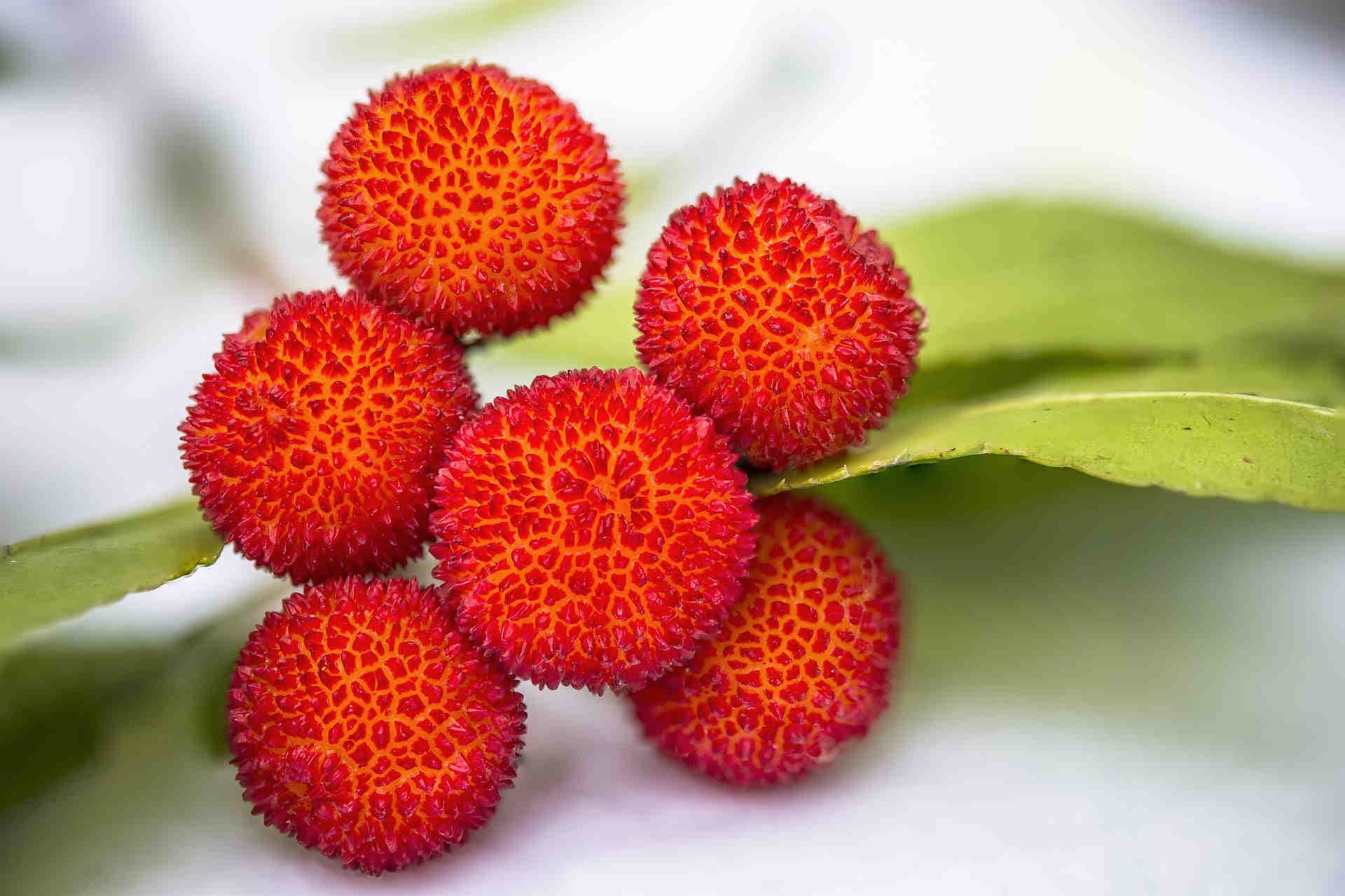Strawberry tree honey: characteristics and properties
