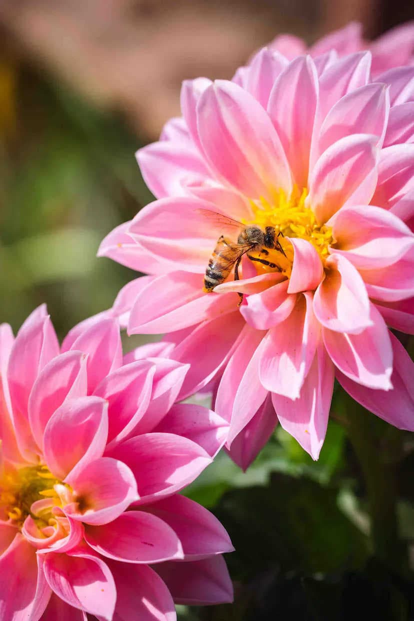 Gesunde Bienen, gesundes Ökosystem: das Thema des Tages