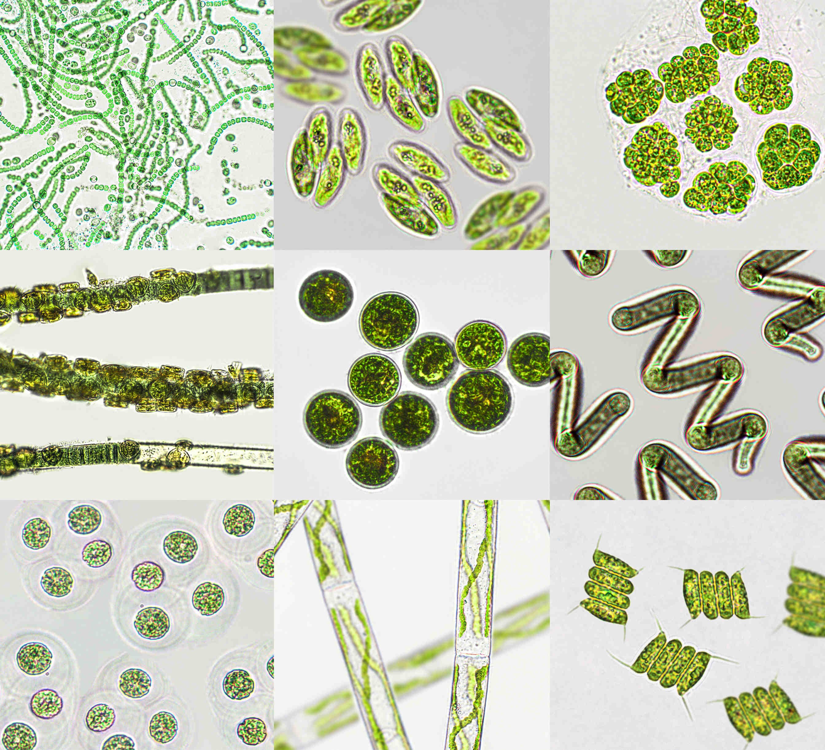 Microalghe