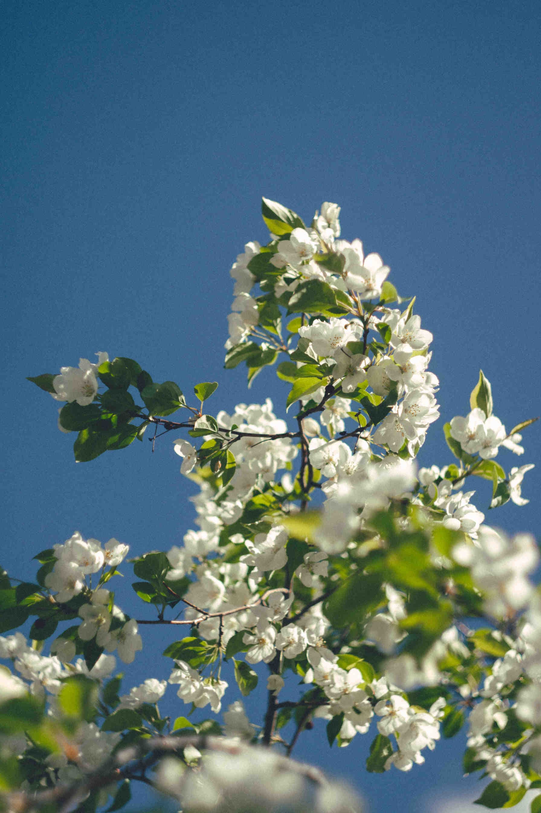 Other initiatives in favour of bees