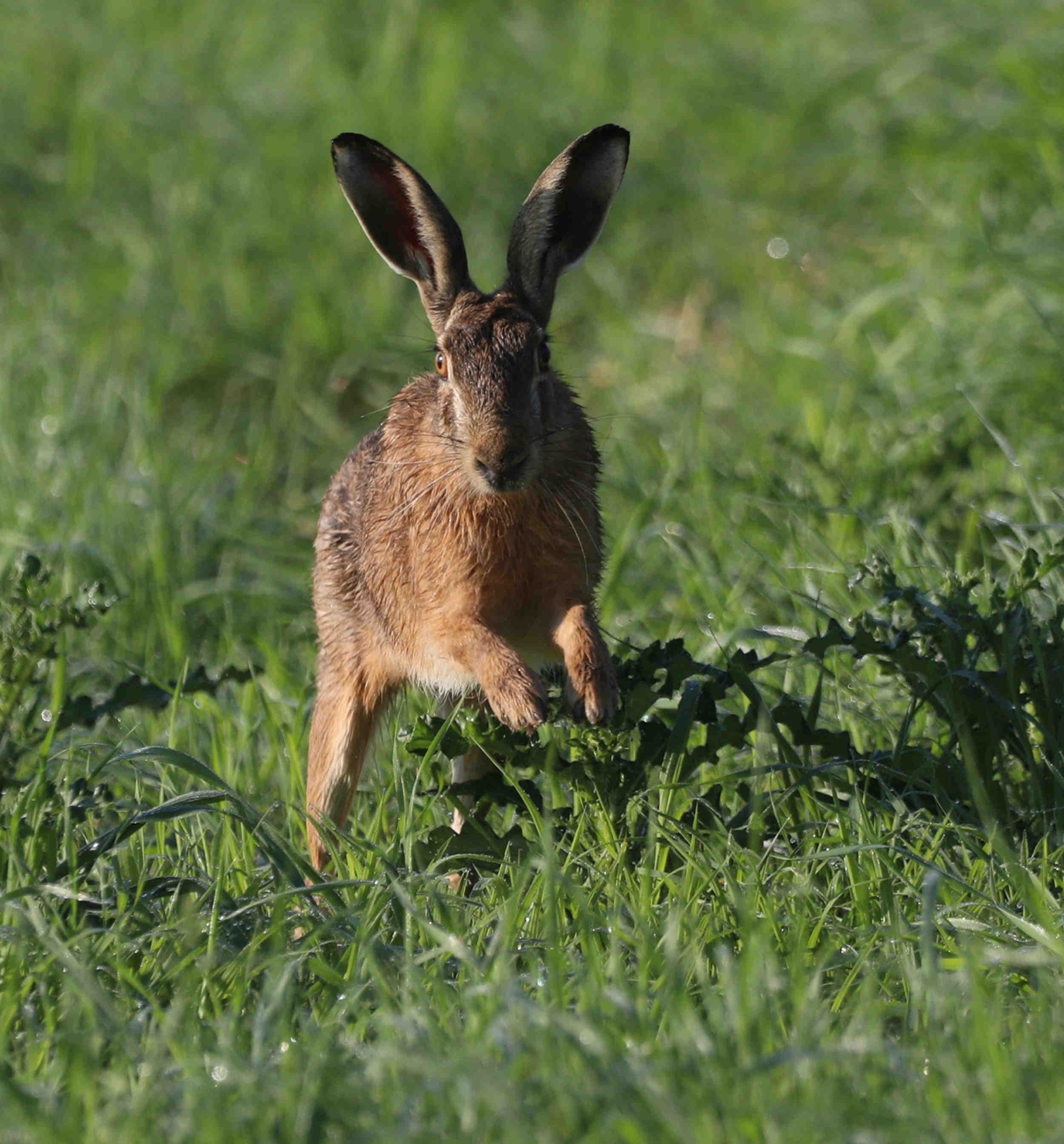 Come funziona Adotta una specie: aggiornamenti, dati