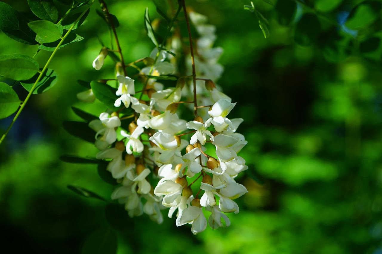 Miele di Acacia: cos'è e da dove deriva?