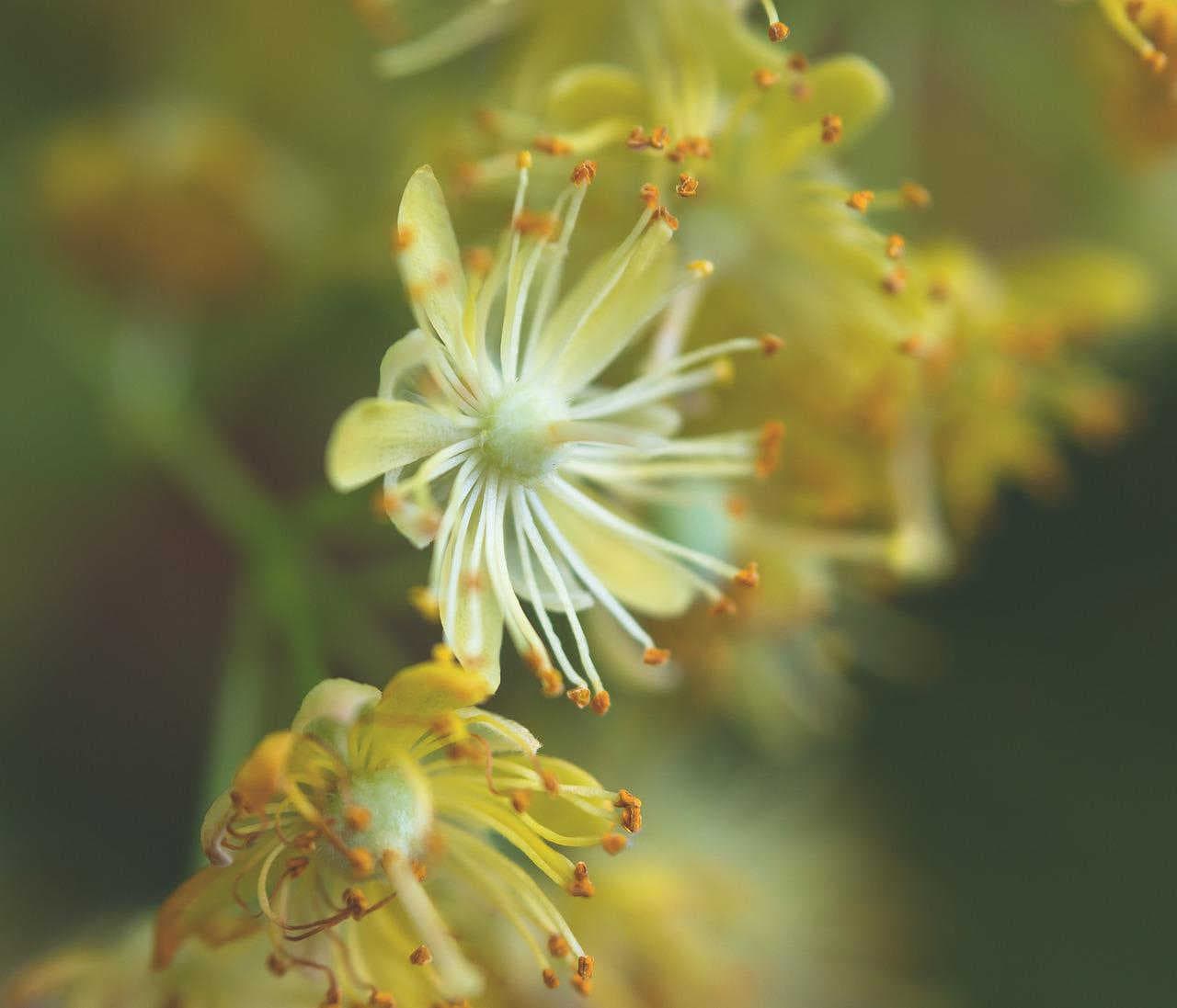 Miele uniflorale o millefiori?